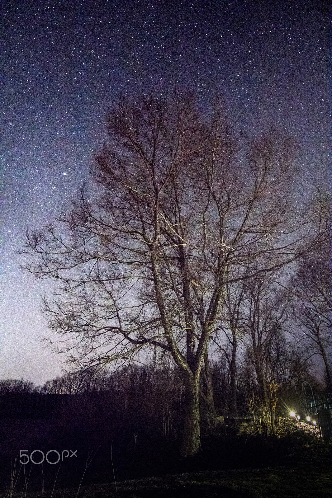 Canon EOS 760D (EOS Rebel T6s / EOS 8000D) sample photo. The tree photography