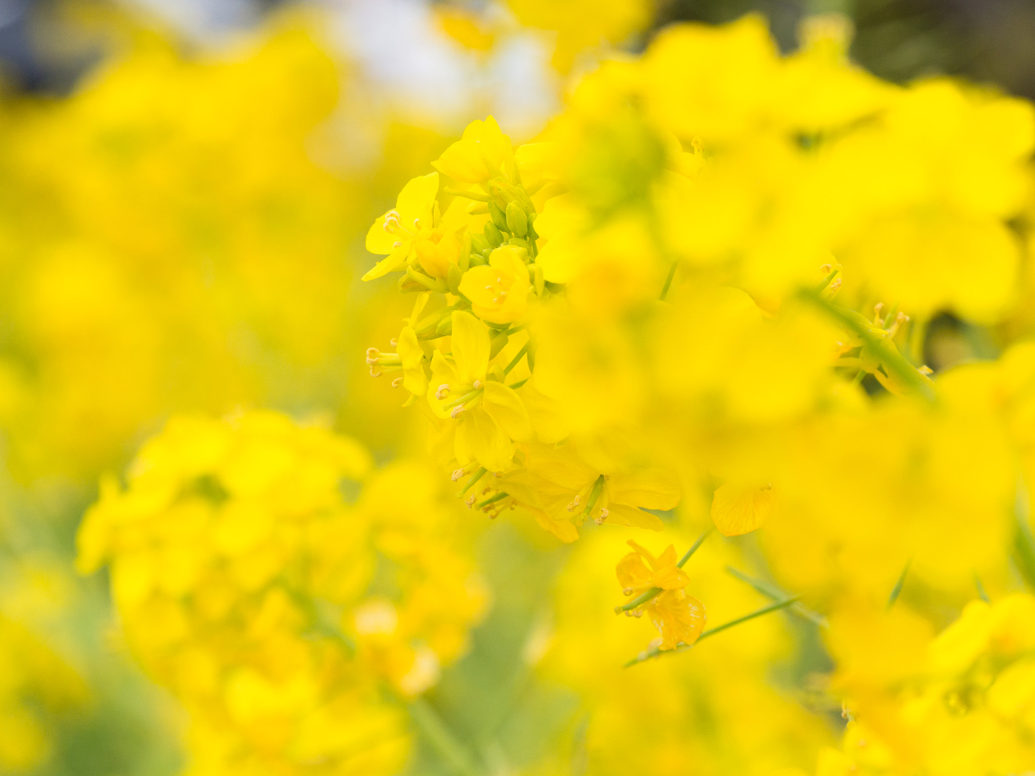 Panasonic Lumix DMC-GH3 sample photo. Field mustard 菜の花 photography