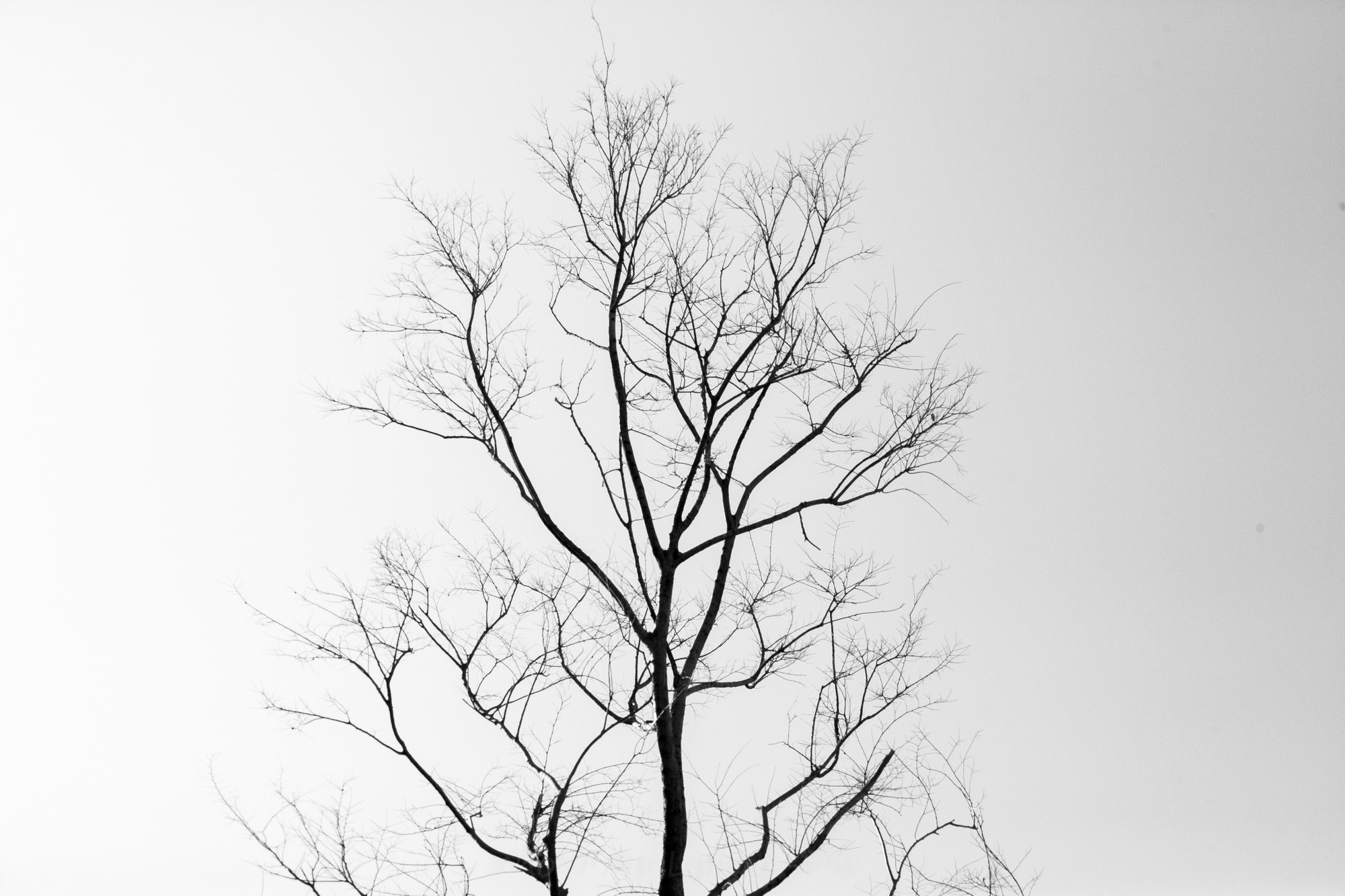 Canon EF 28-300mm F3.5-5.6L IS USM sample photo. 树i.jpg photography