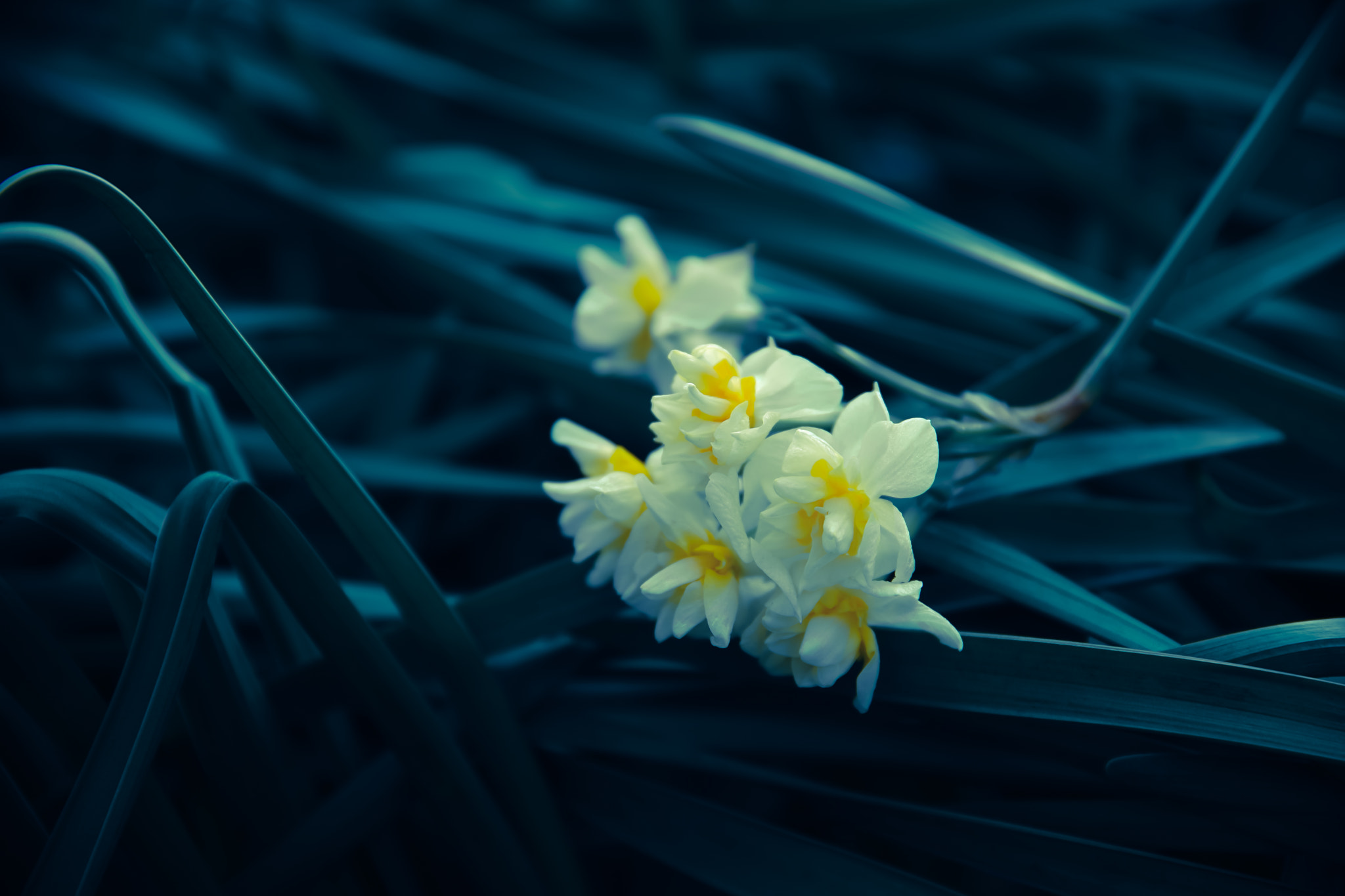 24-105mm F4 sample photo. Narcissus photography
