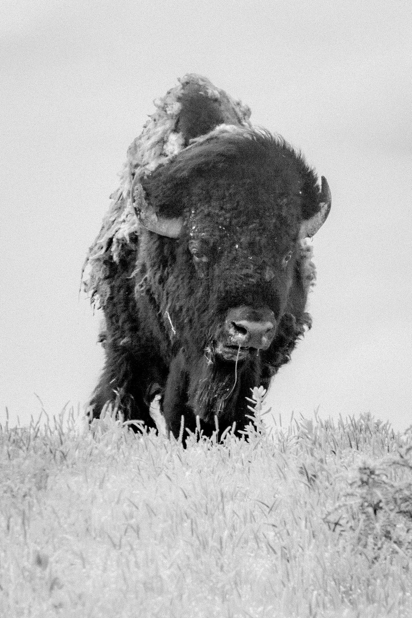 Canon EOS 50D + Tamron AF 18-250mm F3.5-6.3 Di II LD Aspherical (IF) Macro sample photo. Grandpa bison photography
