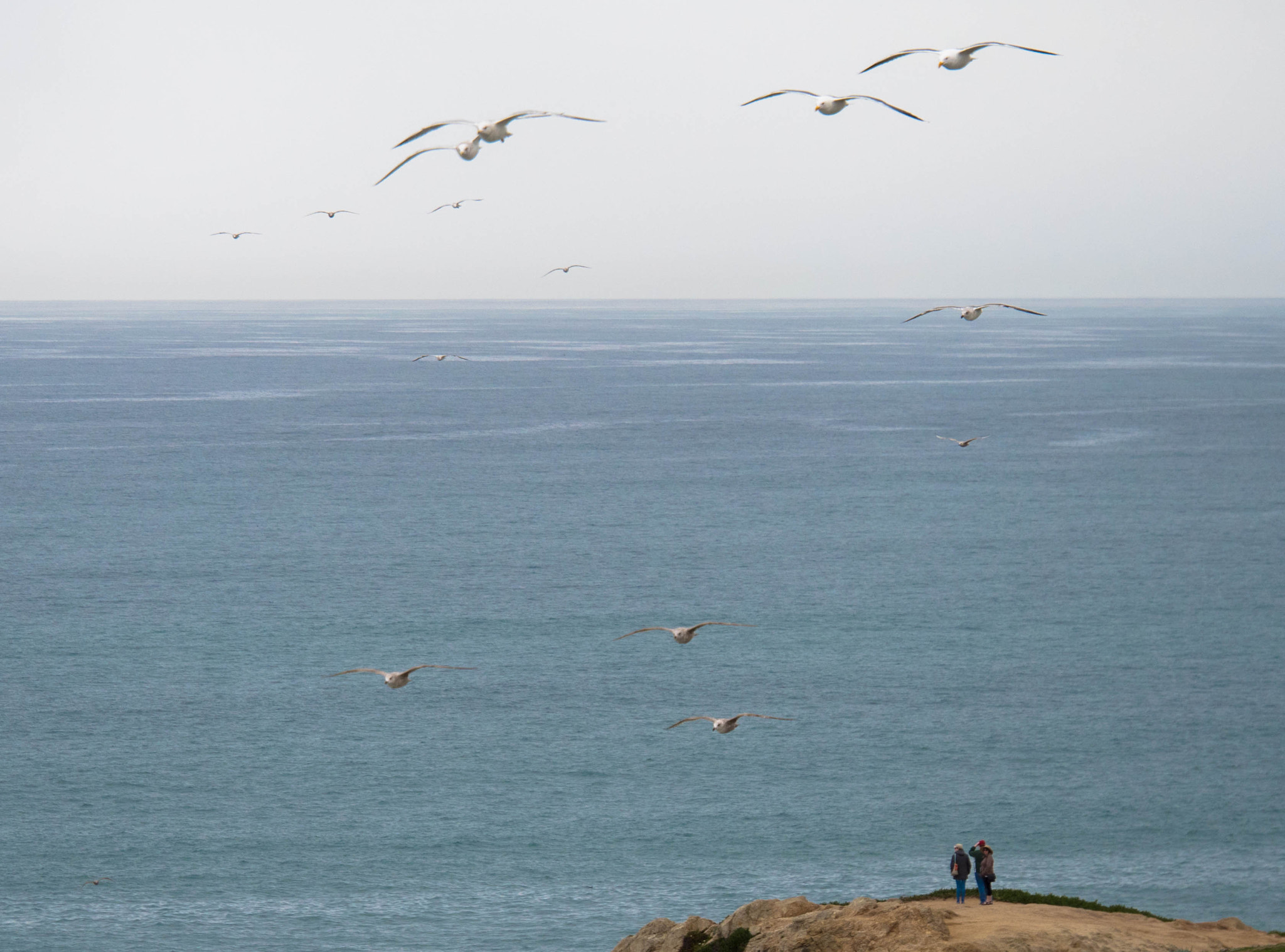 Panasonic Lumix G X Vario 35-100mm F2.8 OIS sample photo. Seagull squadron photography