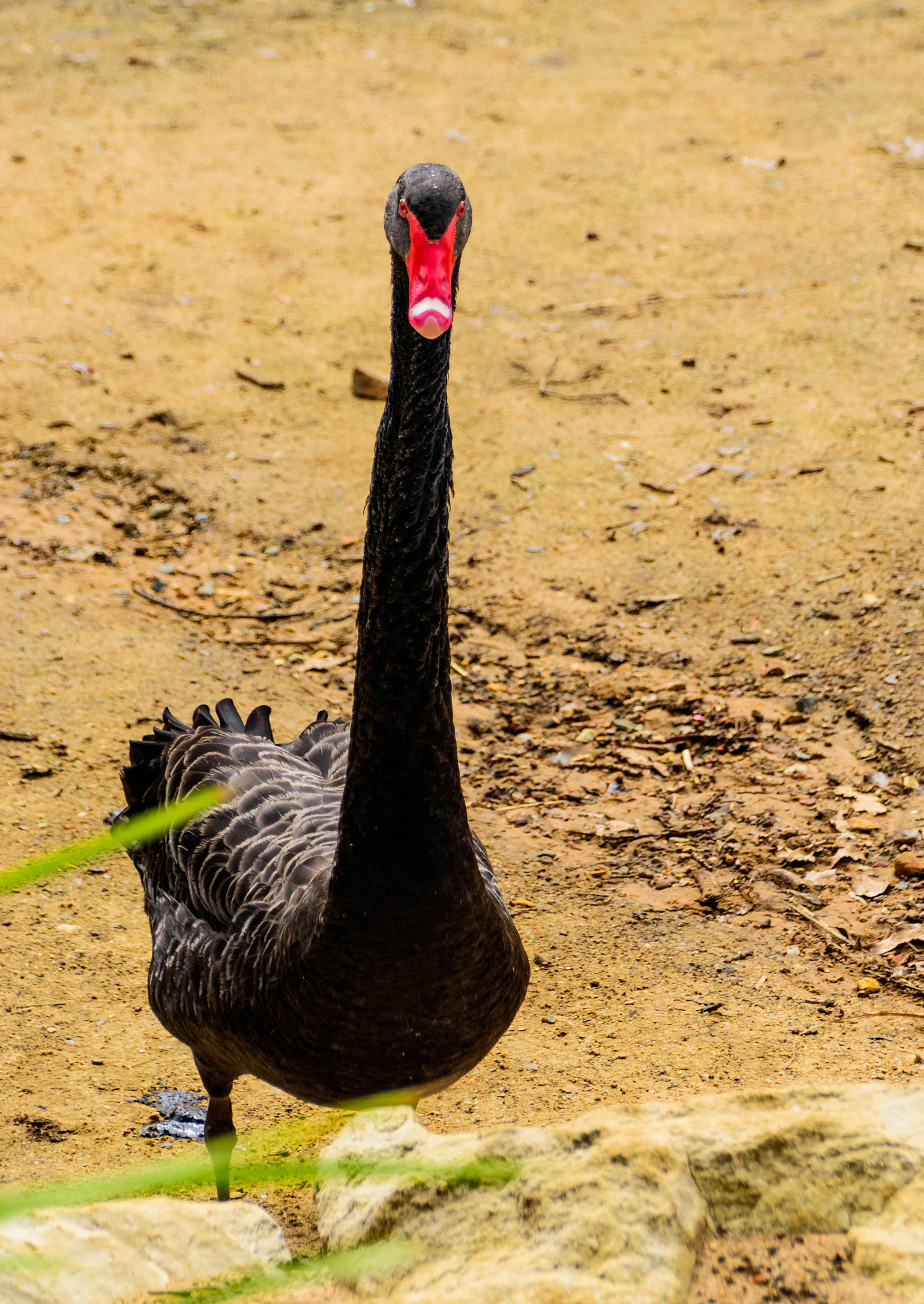 Sigma 18-250mm F3.5-6.3 DC Macro OS HSM sample photo. Black swan photography