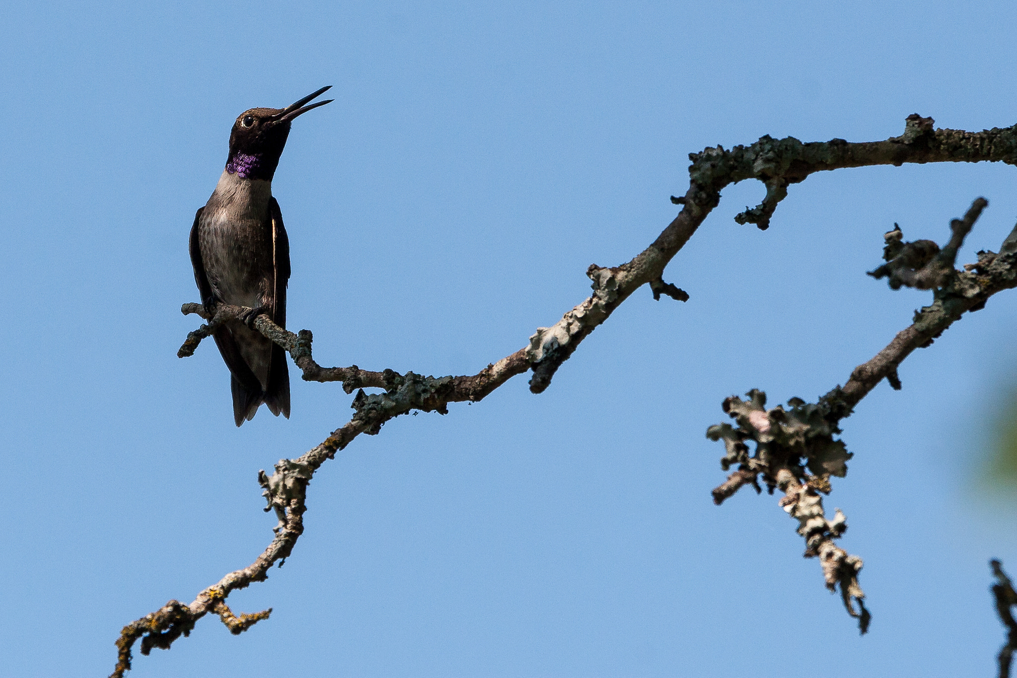 Canon EF 100-400mm F4.5-5.6L IS USM sample photo