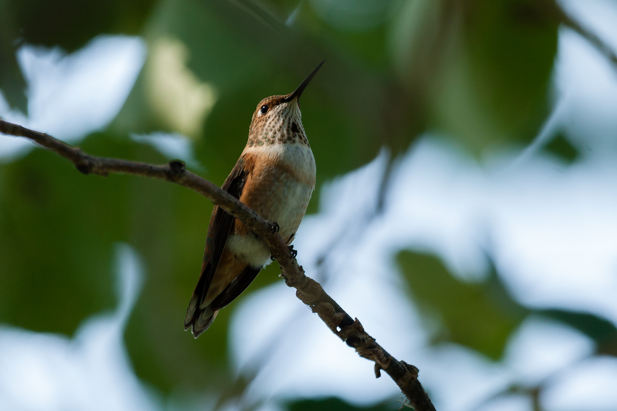 Canon EF 100-400mm F4.5-5.6L IS USM sample photo