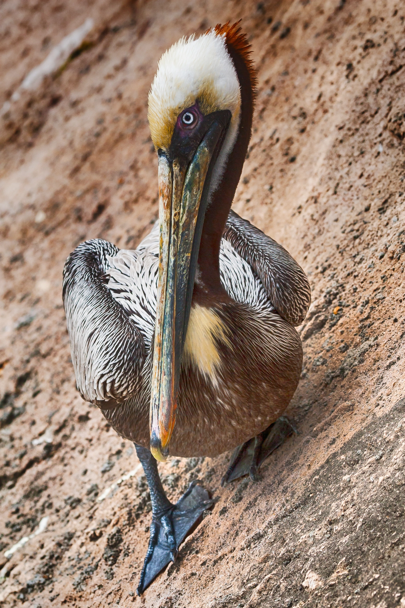 Canon EF 100-400mm F4.5-5.6L IS USM sample photo