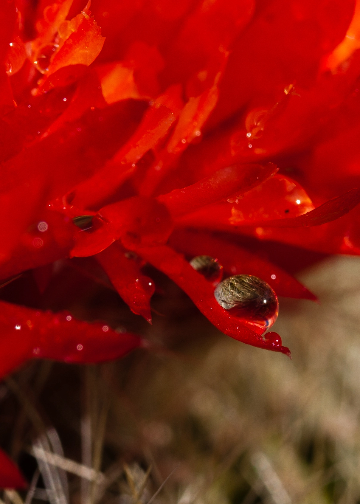 Canon EF-S 60mm F2.8 Macro USM sample photo