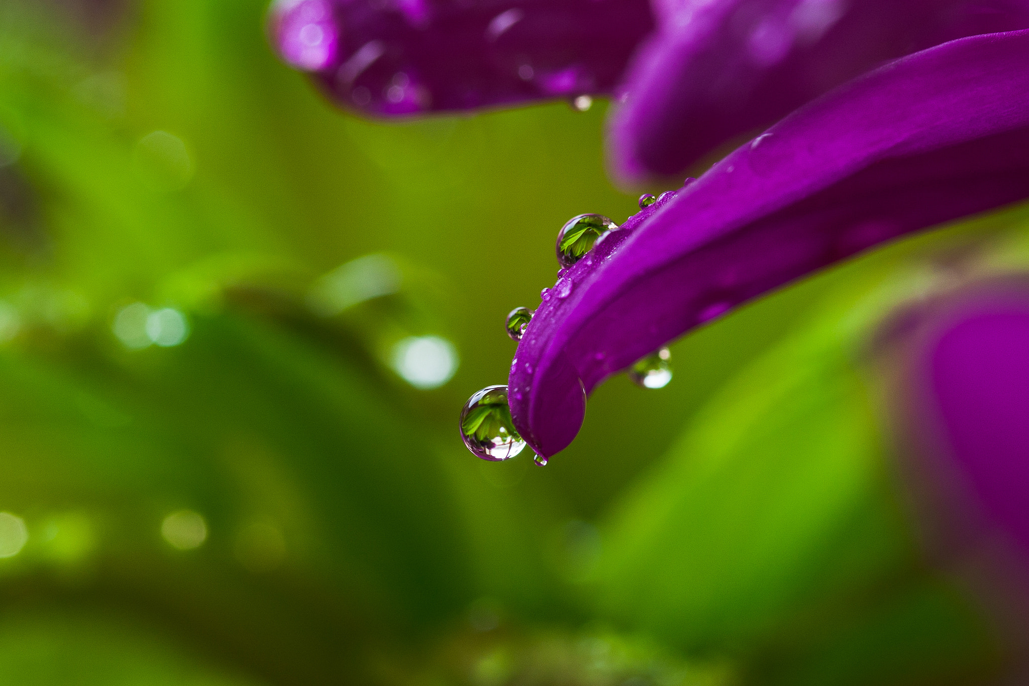 Canon EF-S 60mm F2.8 Macro USM sample photo