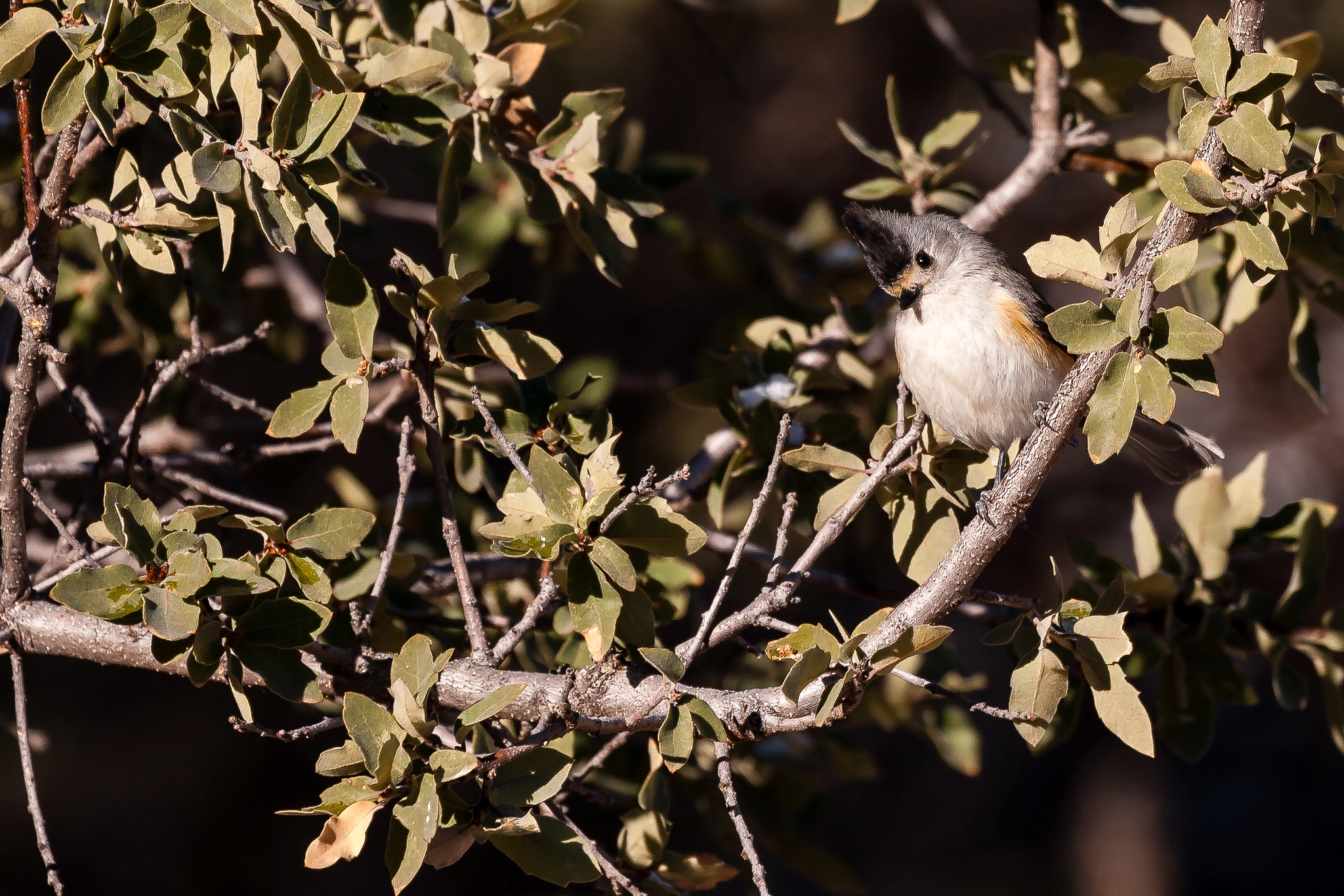 Canon EF 100-400mm F4.5-5.6L IS USM sample photo
