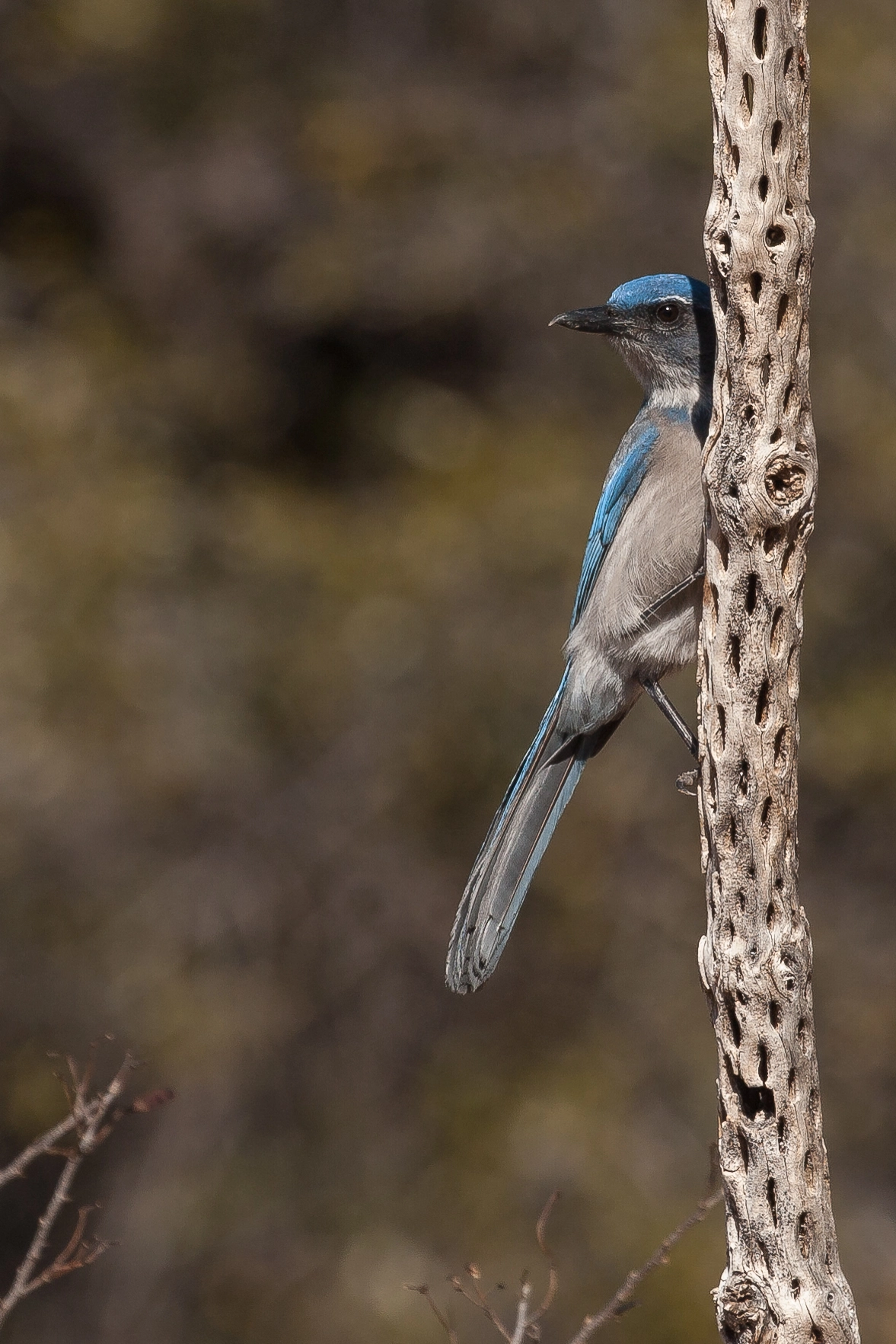 Canon EF 100-400mm F4.5-5.6L IS USM sample photo