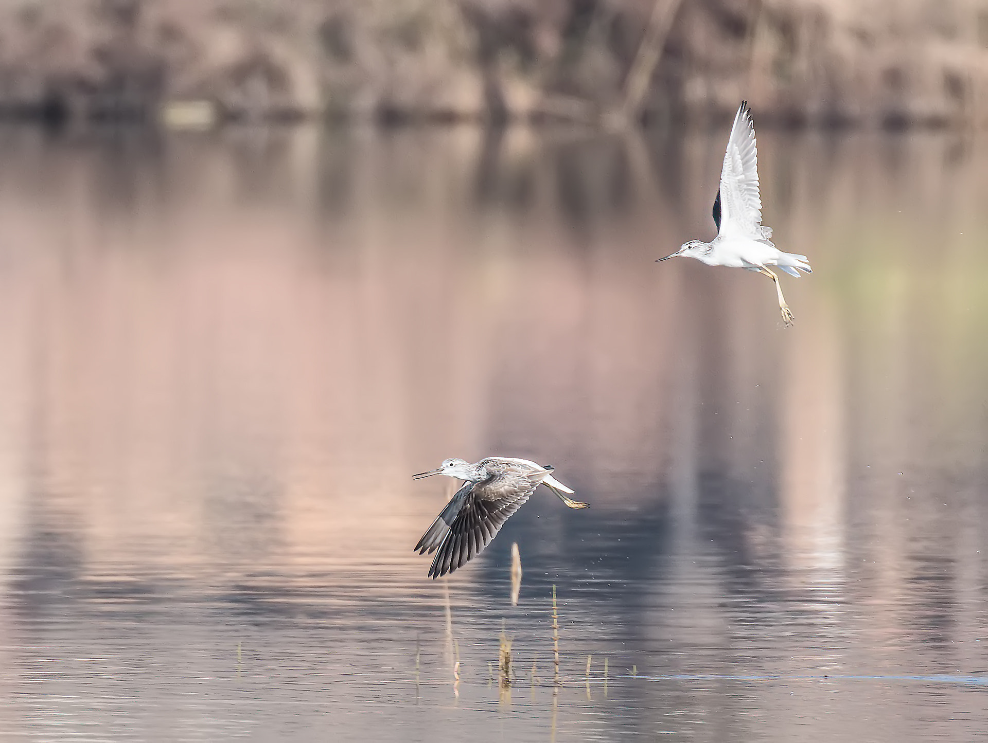 Canon EF 100-400mm F4.5-5.6L IS II USM sample photo