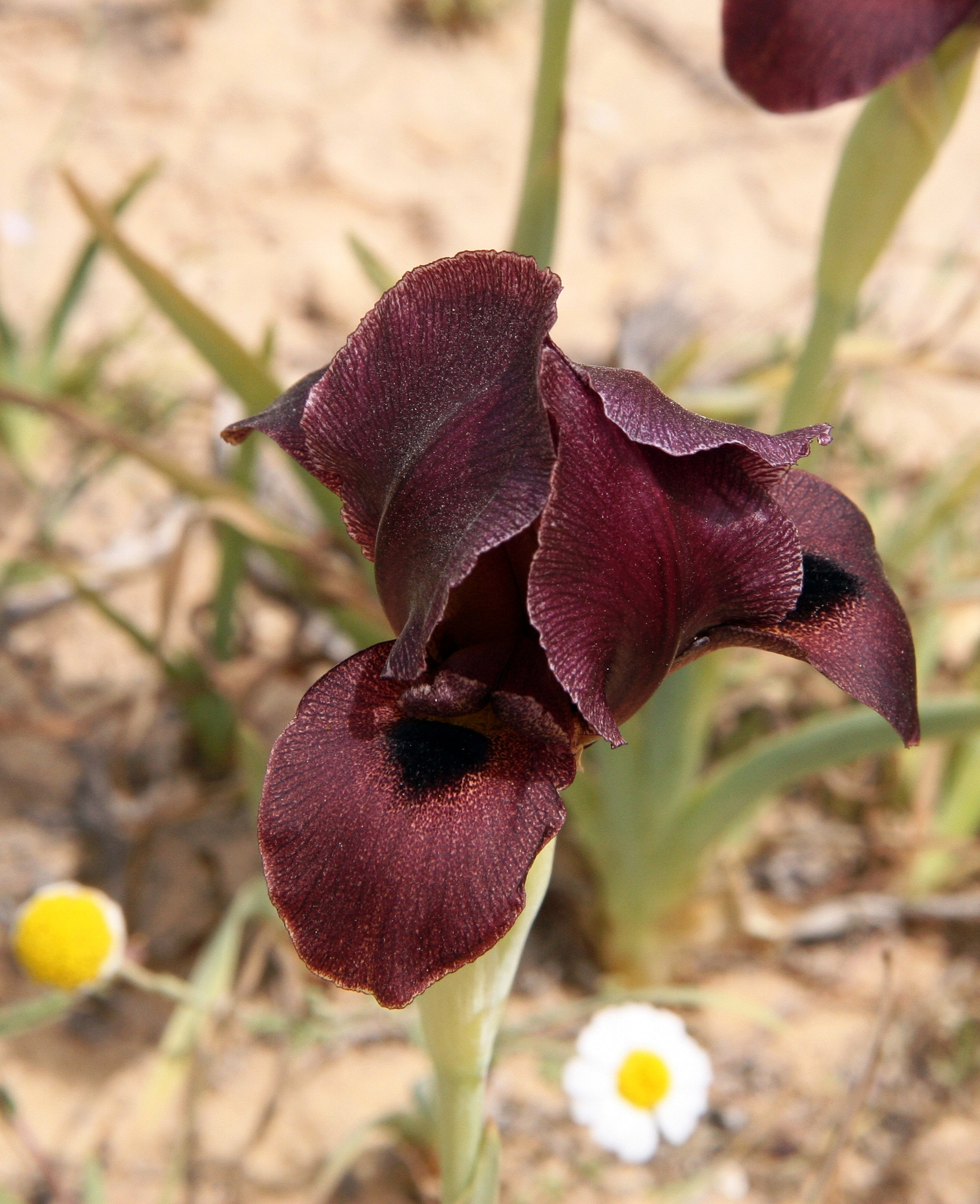 Canon EOS 30D sample photo. Iris photography