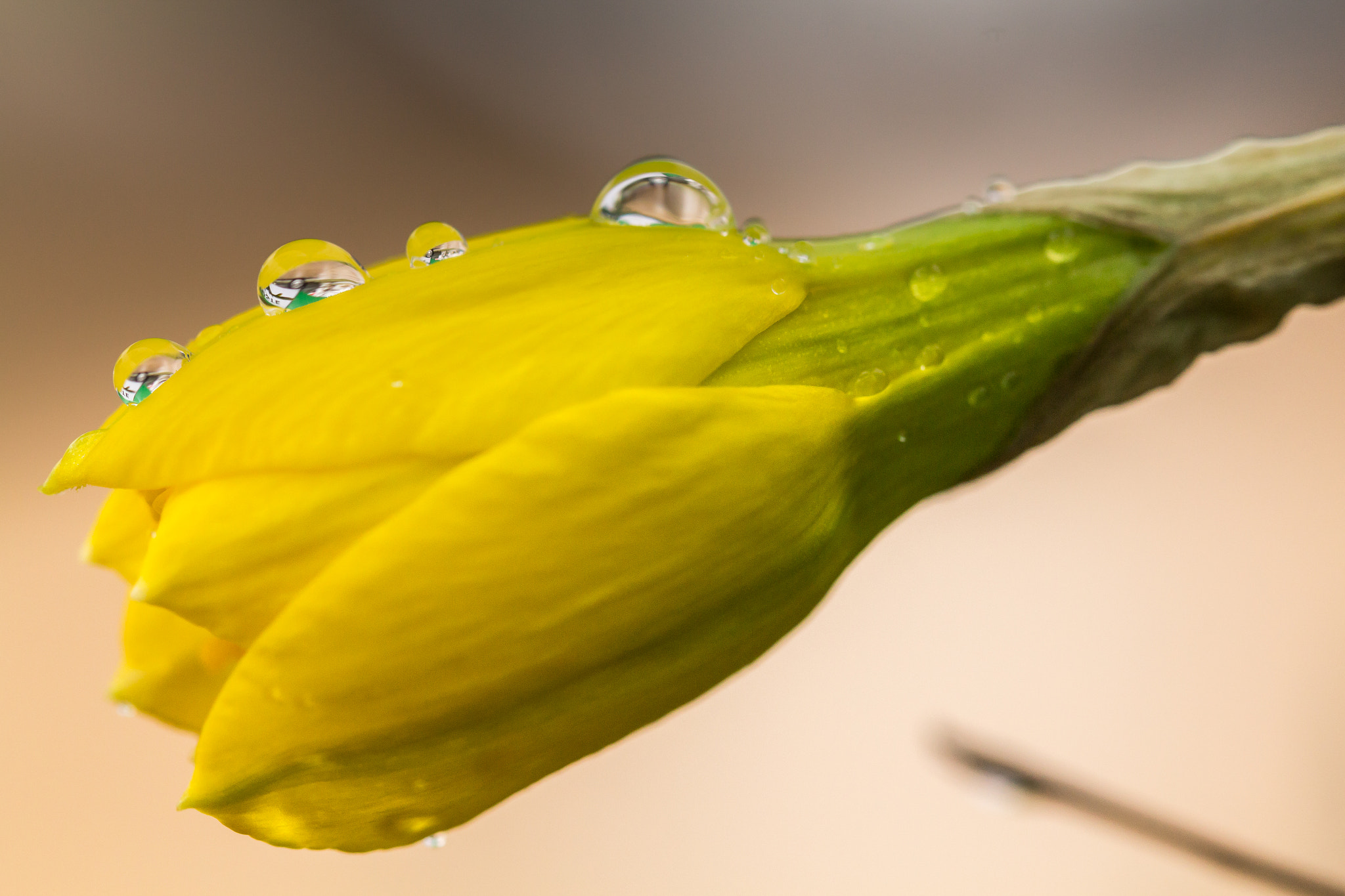 Canon EF 100mm F2.8L Macro IS USM sample photo. Rainy spring day photography