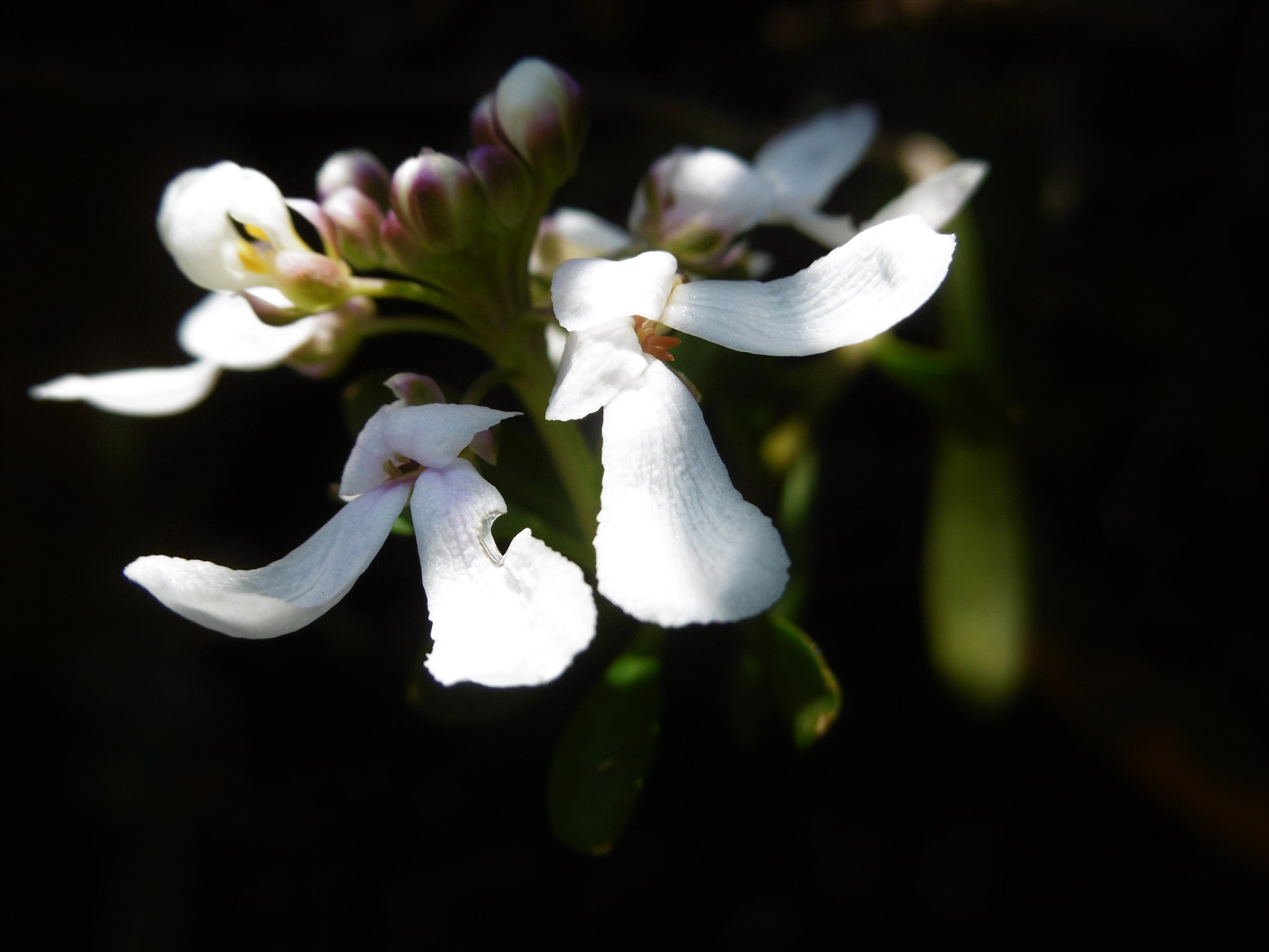 Panasonic DMC-SZ8 sample photo. White wildflowers photography