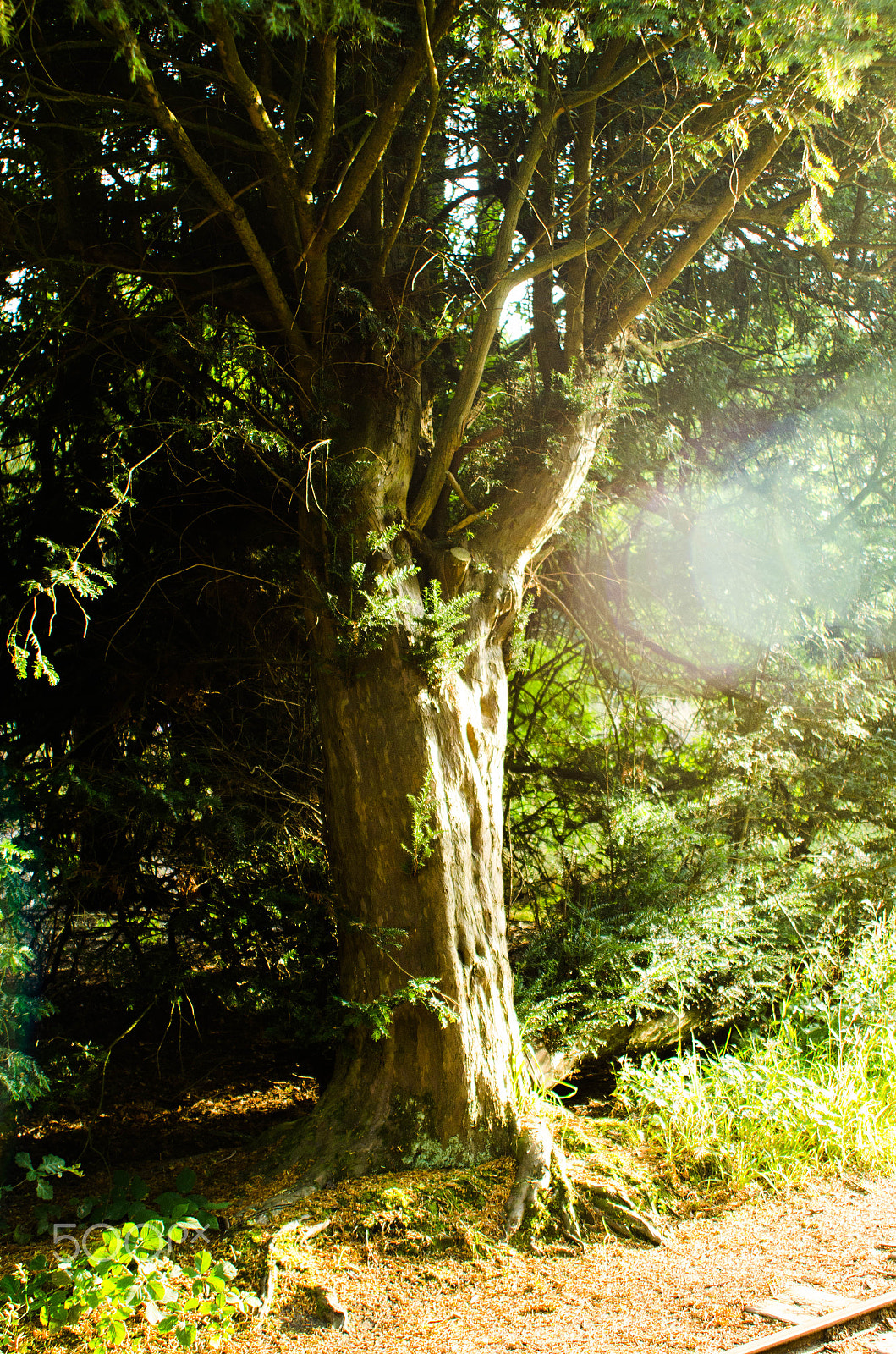 AF Zoom-Nikkor 28-85mm f/3.5-4.5 sample photo. Sun flare photography