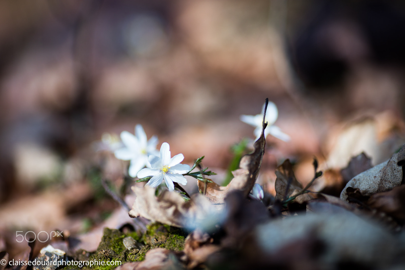 Canon EOS 5DS + Canon EF 135mm F2L USM sample photo. _mg_0291.jpg photography