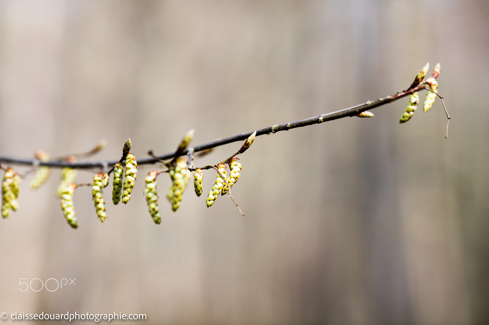 Canon EOS 5DS + Canon EF 135mm F2L USM sample photo. _mg_0265.jpg photography