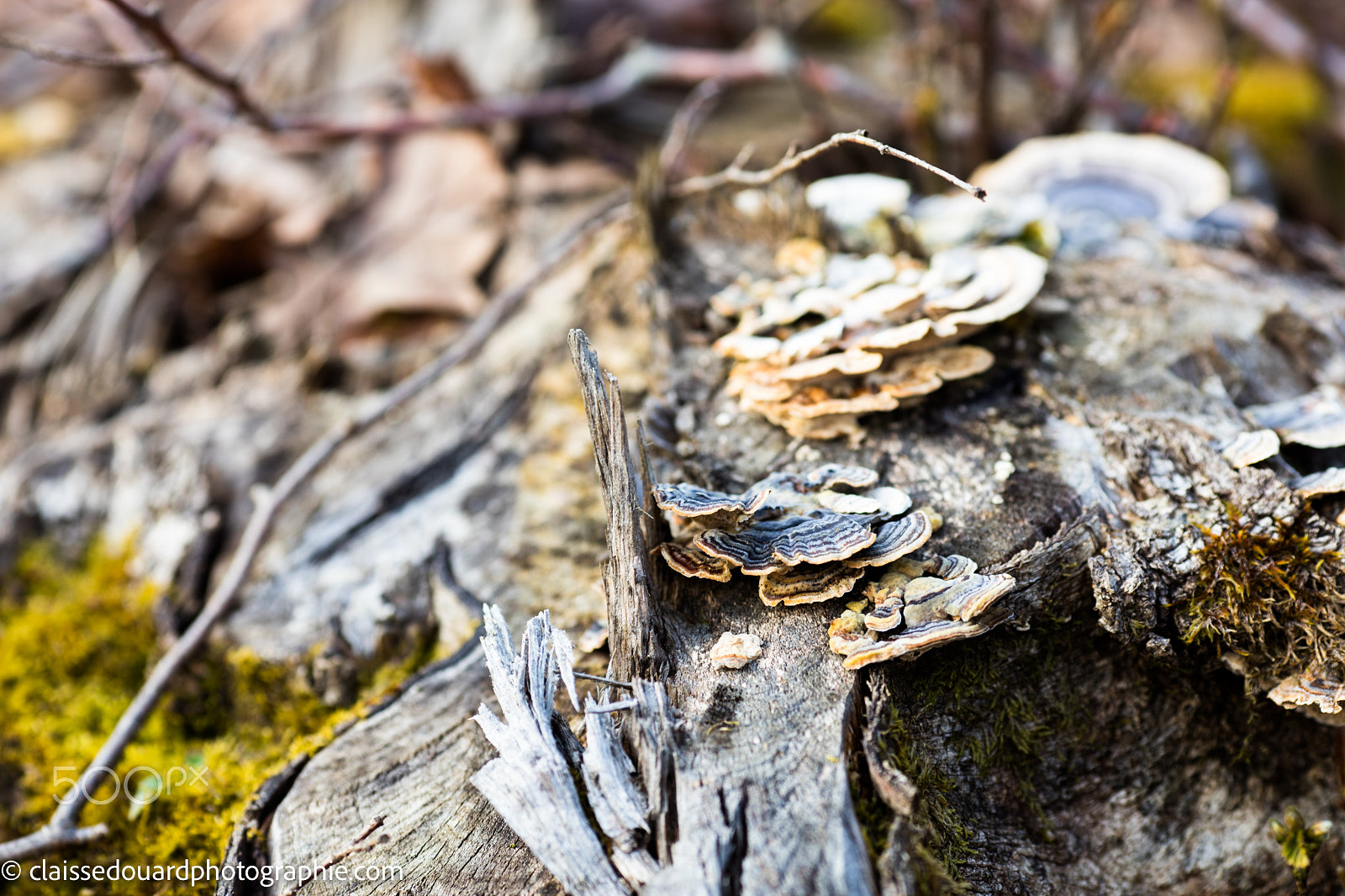 Canon EOS 5DS + Canon EF 135mm F2L USM sample photo. _mg_0281.jpg photography