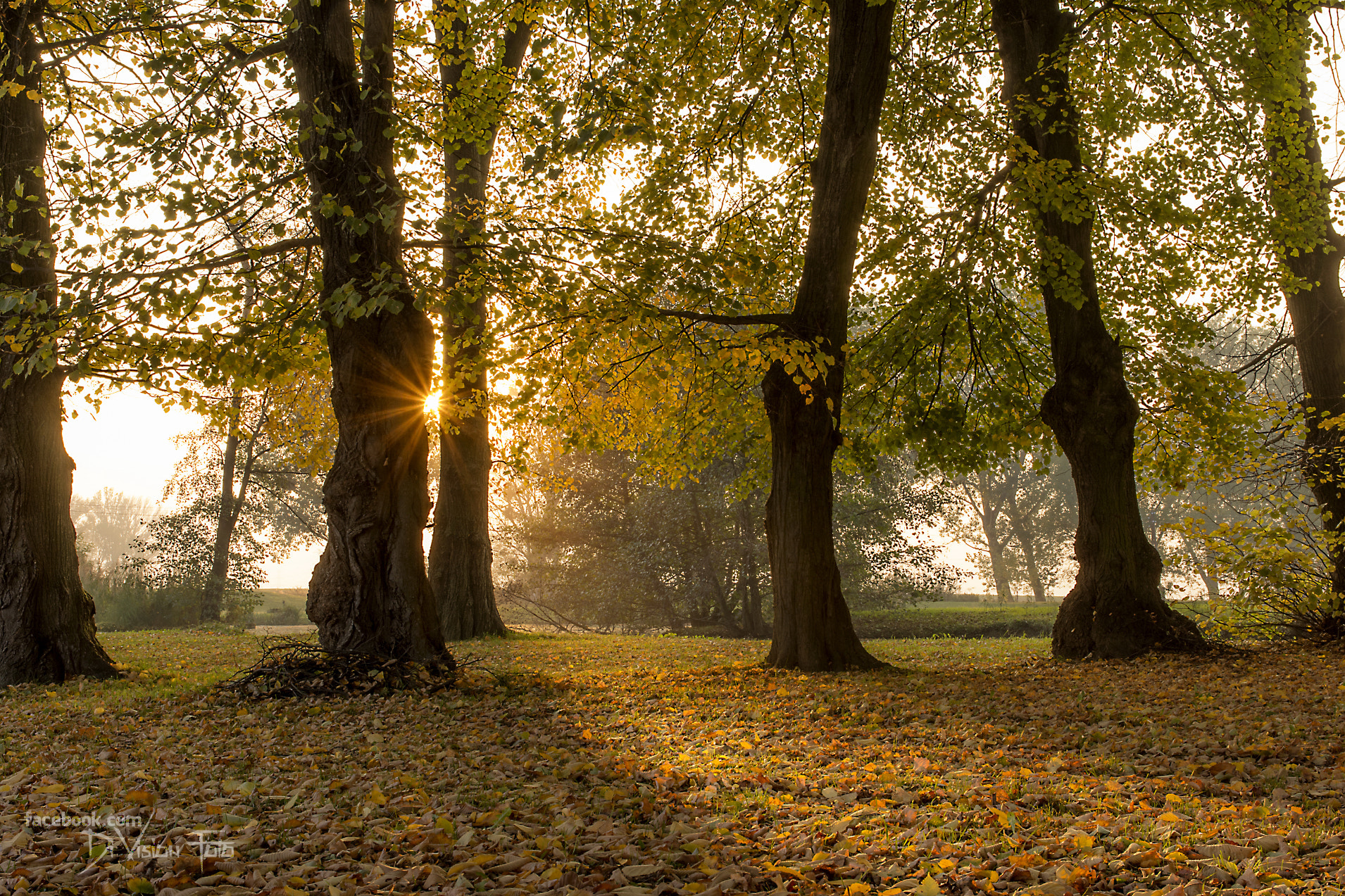 Nikon D7200 + Sigma 17-70mm F2.8-4 DC Macro OS HSM | C sample photo. Autumn memories photography