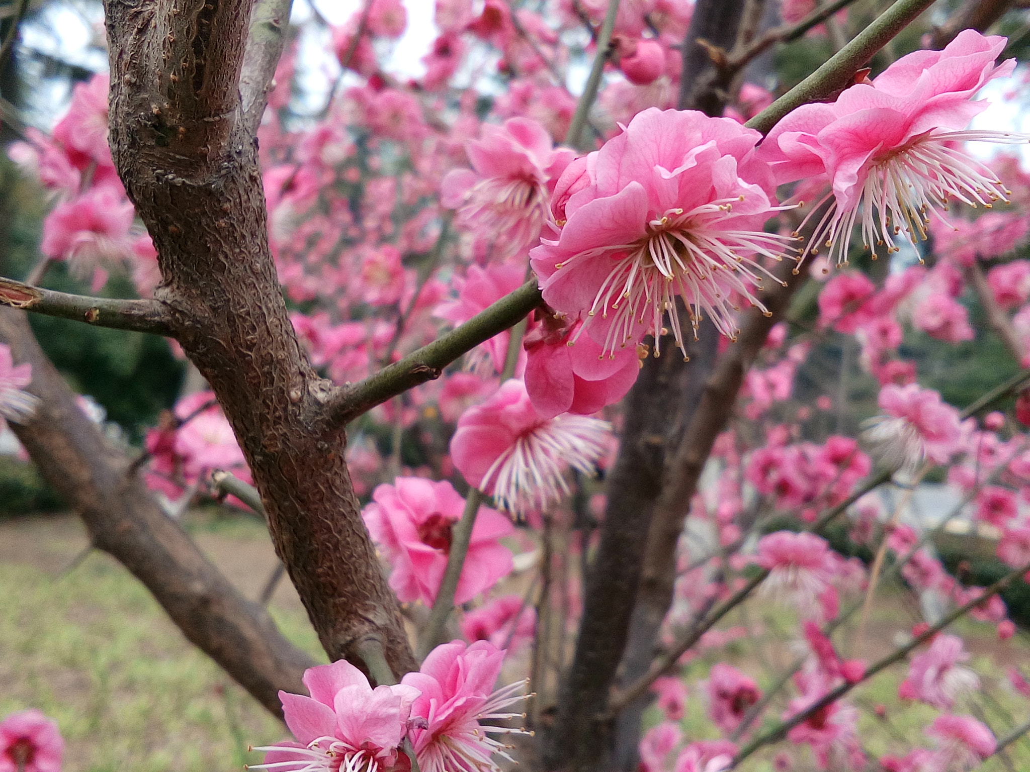 vivo Y33 sample photo. A flower. see the spring. photography