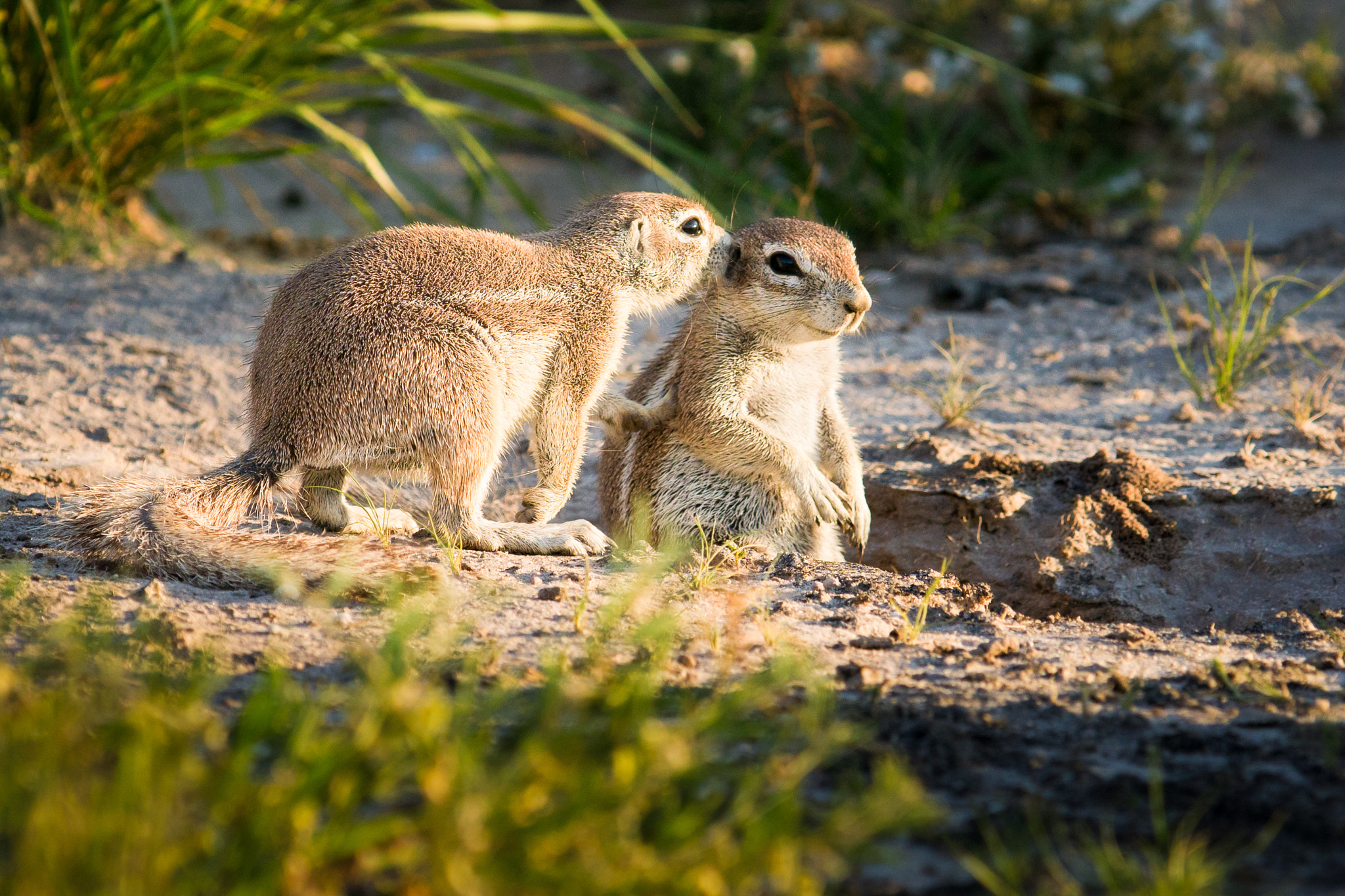 Sony ILCA-77M2 + 300mm F2.8 G sample photo. Gossip photography