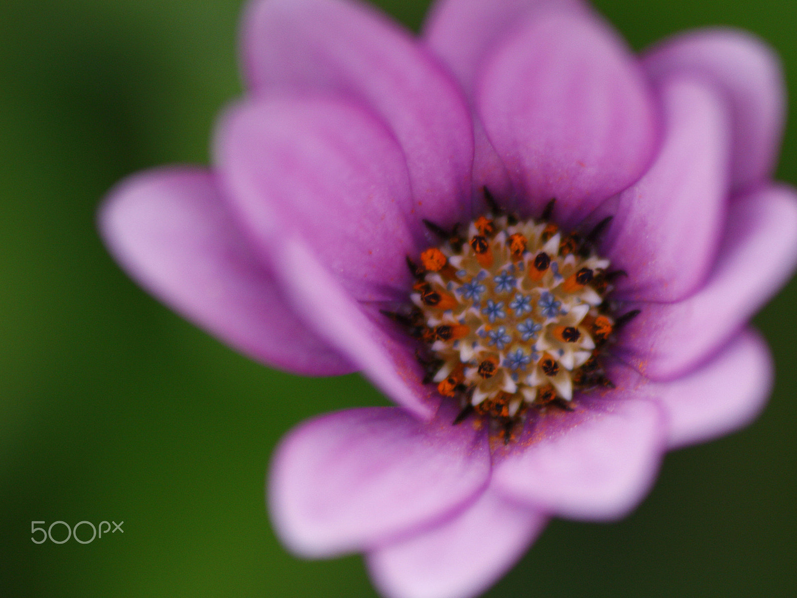 Sigma 70-300mm F4-5.6 APO DG Macro sample photo. Flor photography
