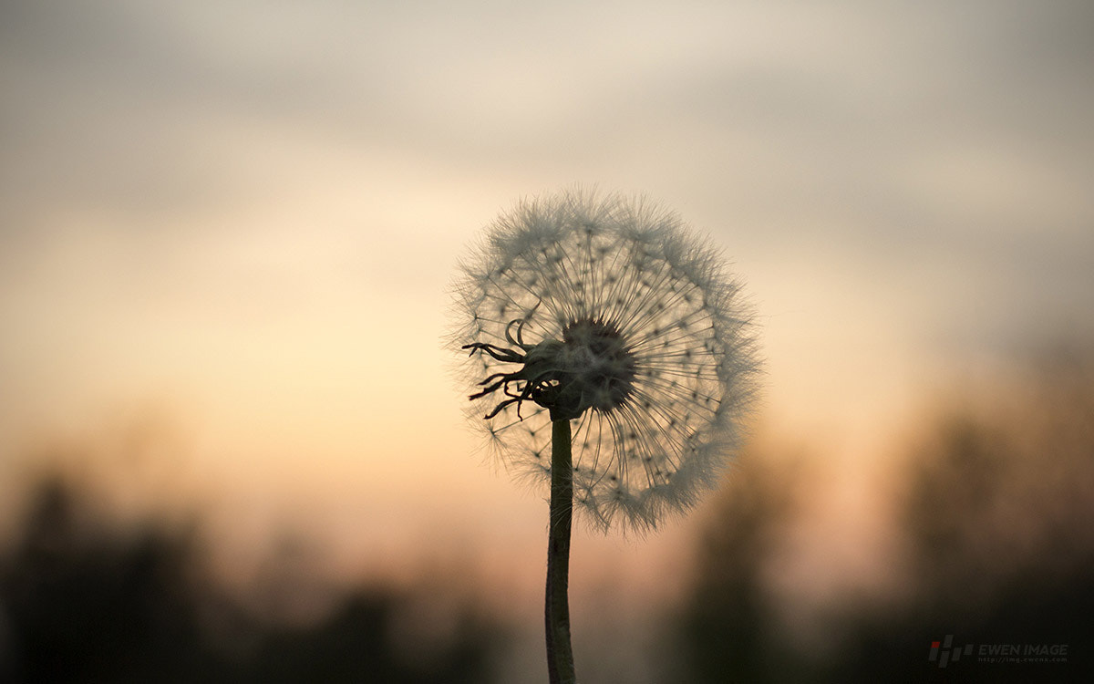 Canon EOS 60D + Canon EF 35mm F1.4L USM sample photo.  蒲公英  photography