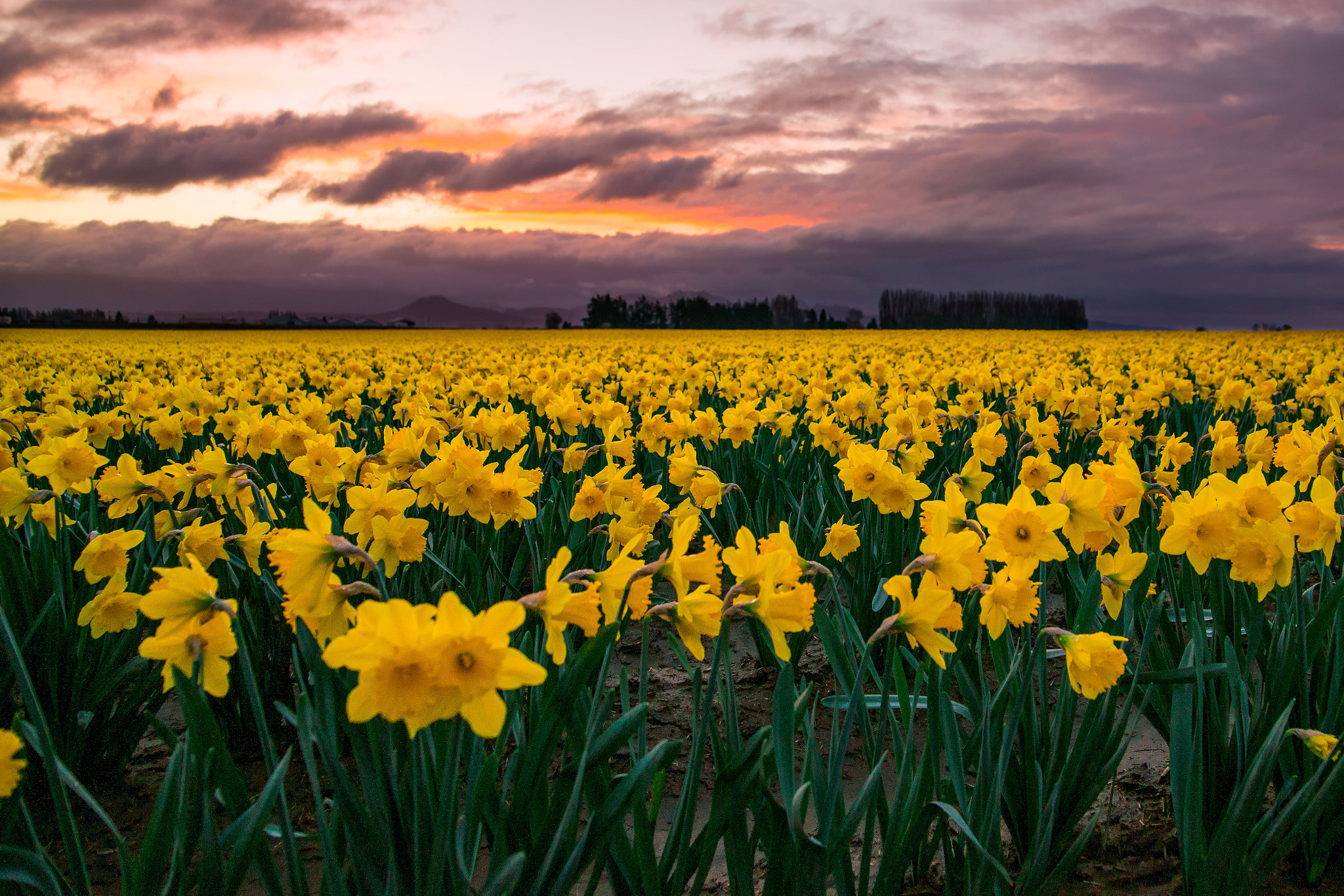 Sony Alpha DSLR-A850 sample photo. Daffodils in the morning photography