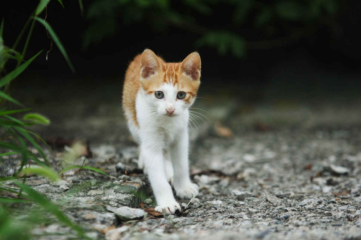 Canon EOS-1D Mark II sample photo. Cats photography