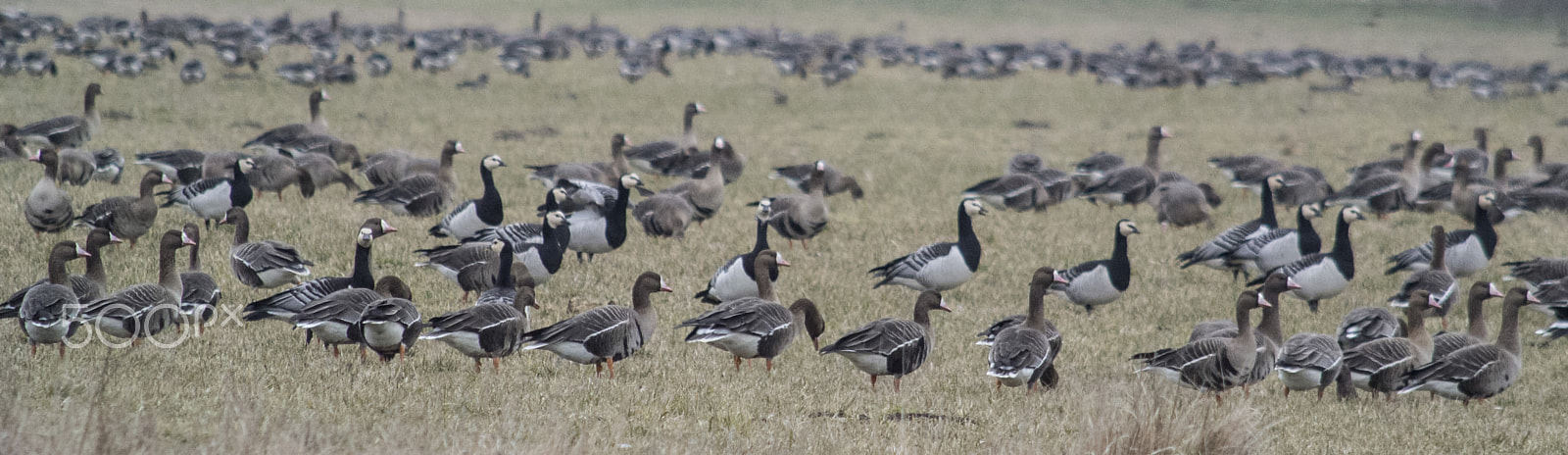 Nikon 1 V1 + VR 55-300mm f/4.5-5.6G sample photo. Wild geese photography