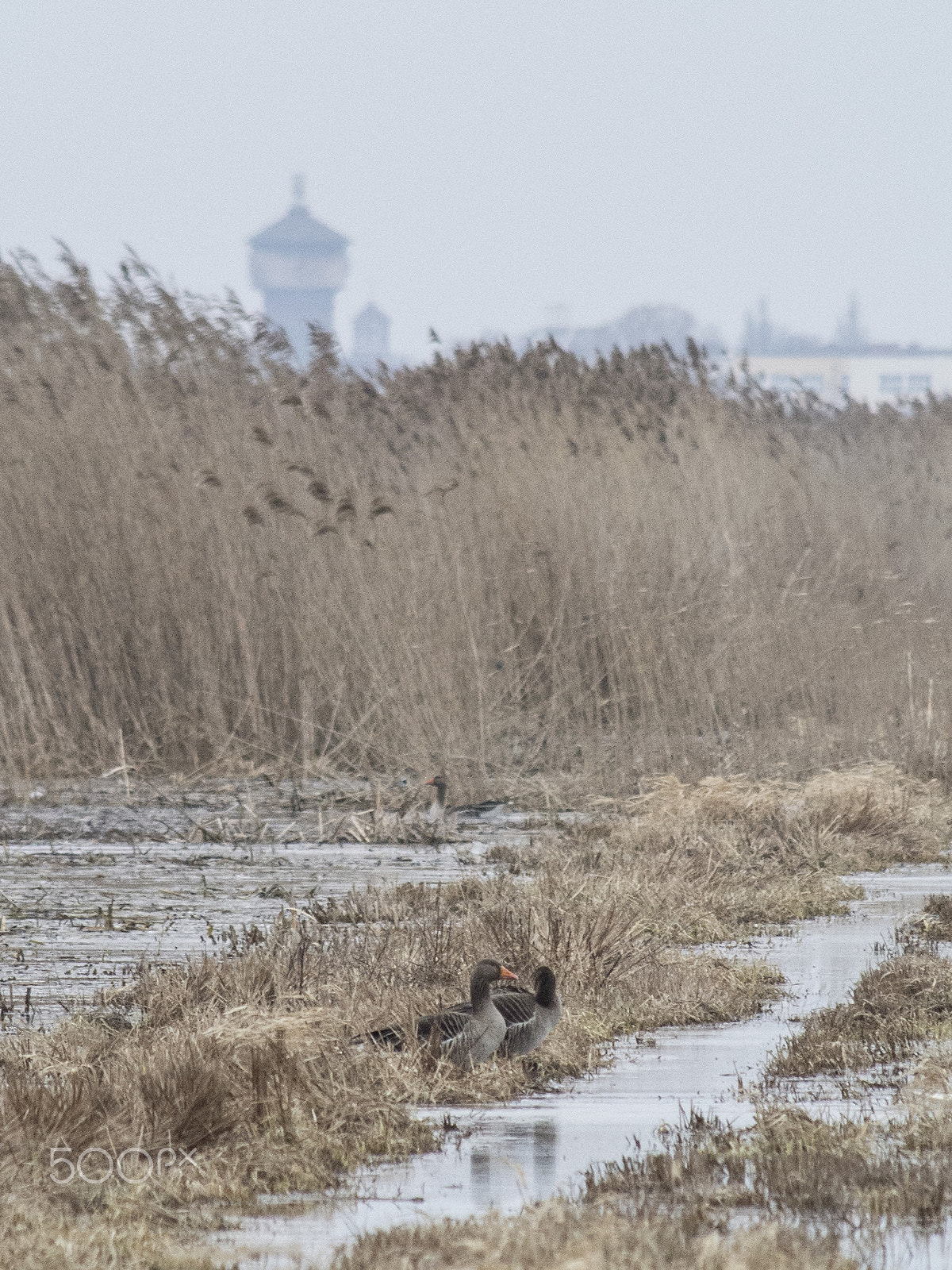 Nikon 1 V1 + VR 55-300mm f/4.5-5.6G sample photo. Goose photography