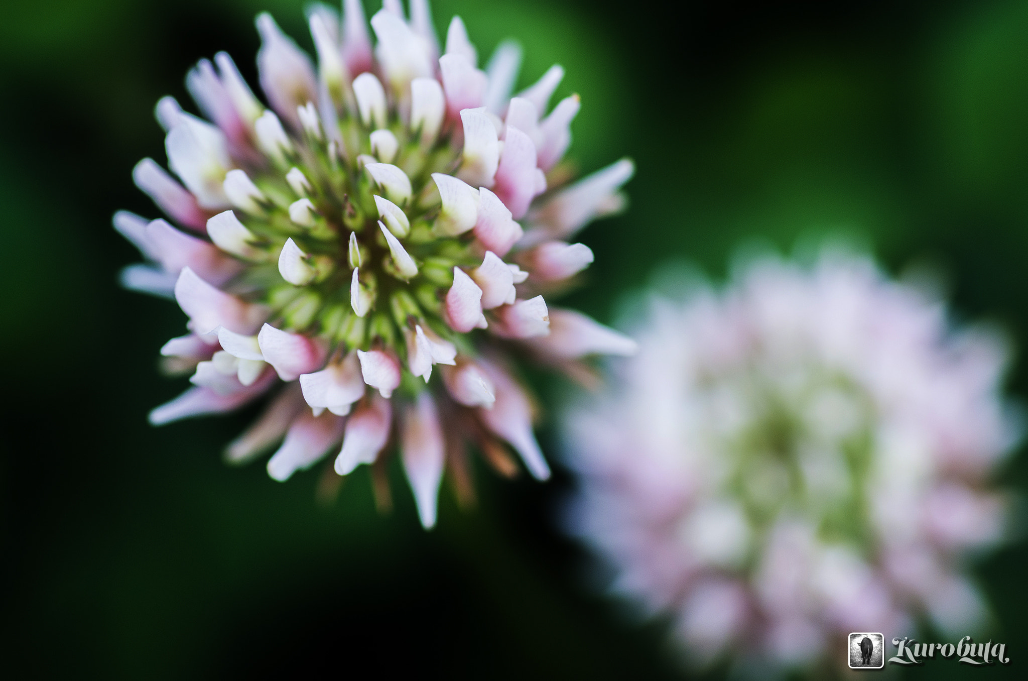 Pentax smc D-FA 100mm F2.8 Macro WR sample photo. Season of white clover photography