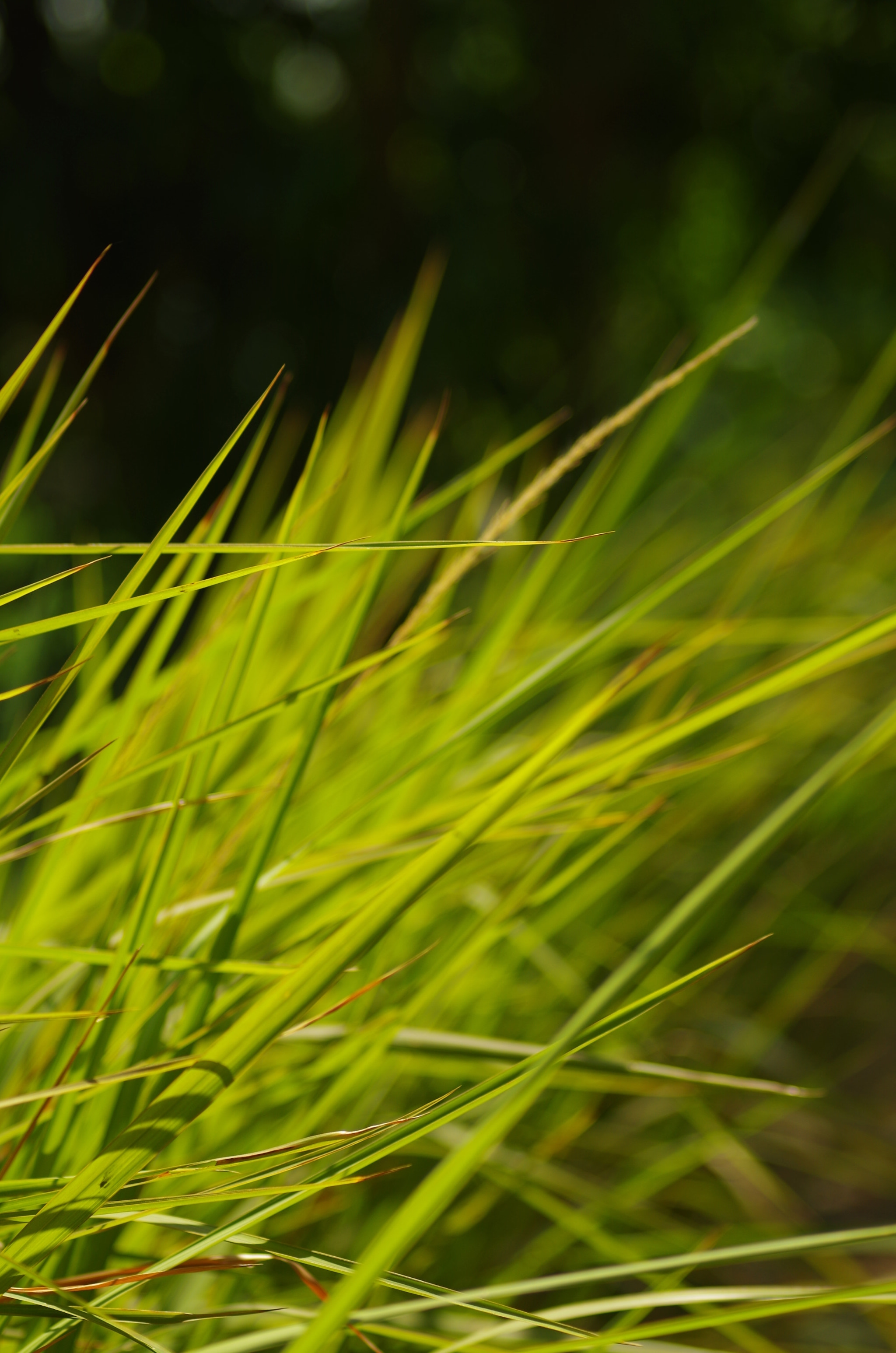 Pentax K-50 + smc PENTAX-FA 70-200mm F4-5.6 sample photo. #green photography