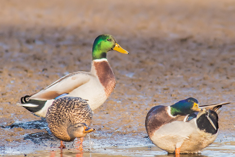 Canon EF 300mm F4L IS USM sample photo. Stockenten photography