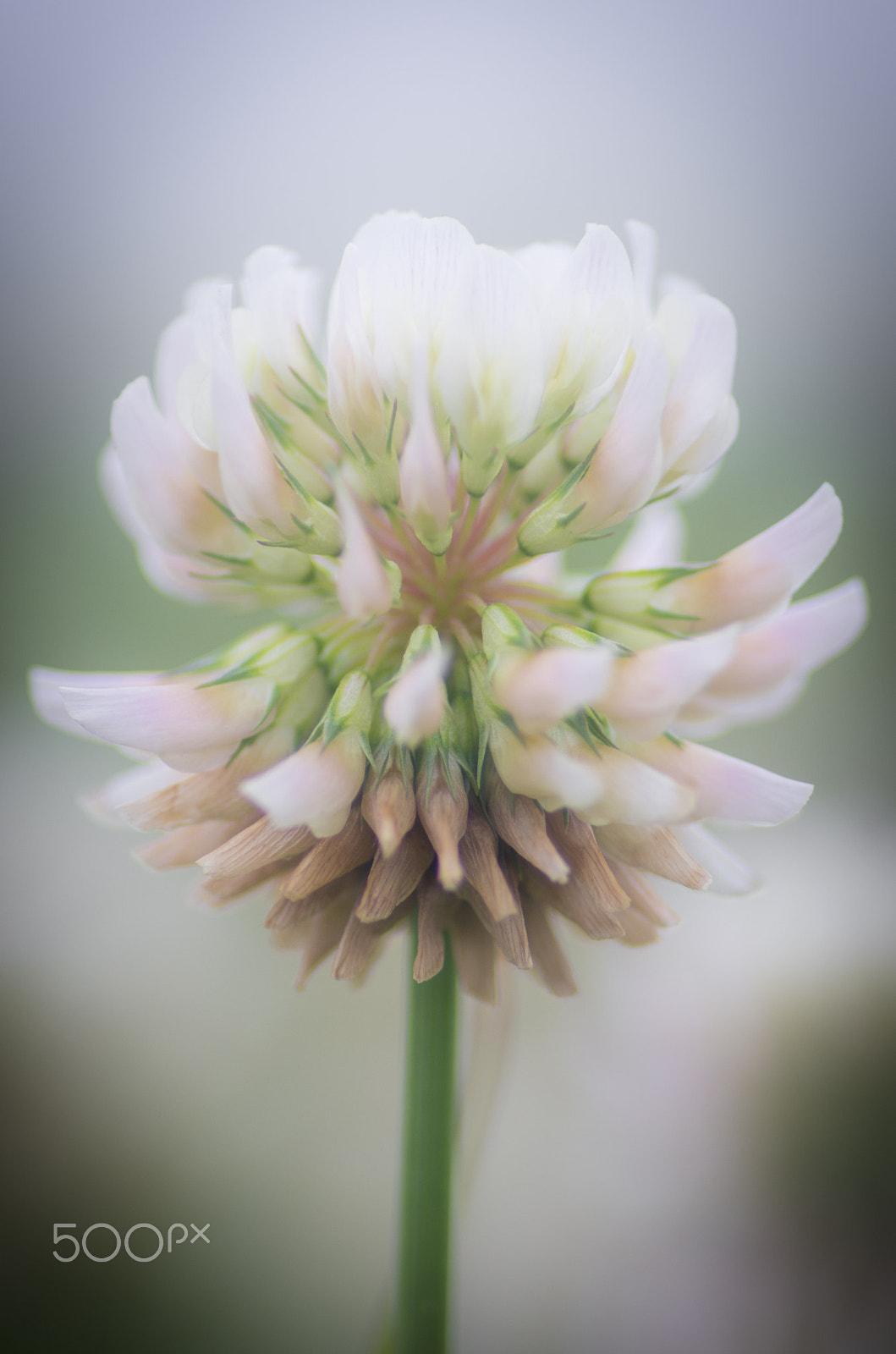 Pentax smc D-FA 100mm F2.8 Macro WR sample photo. White clover photography
