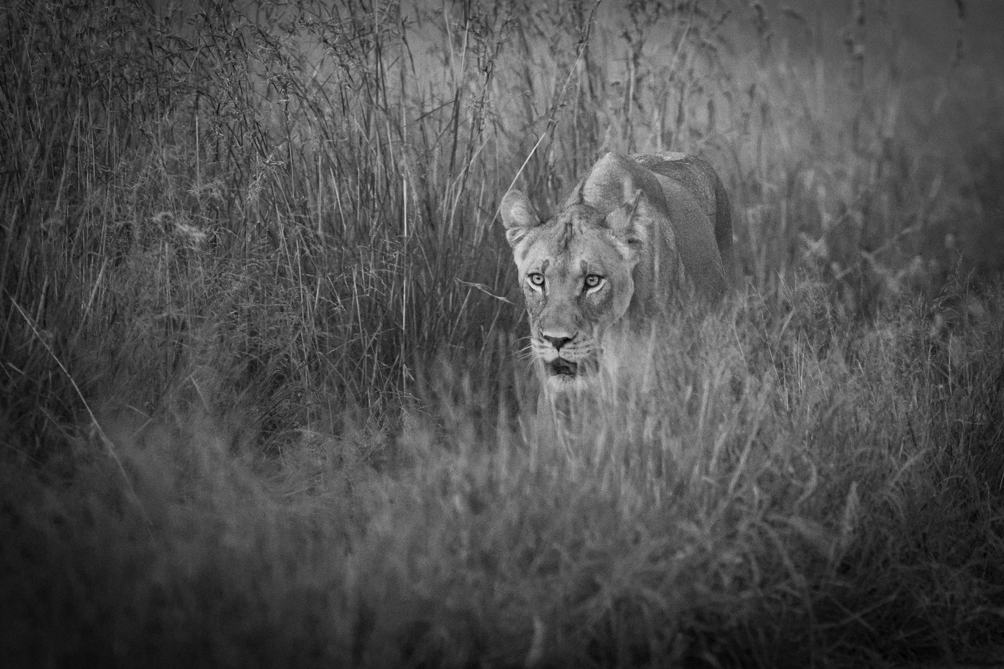 Sony ILCA-77M2 + 300mm F2.8 G sample photo. Huntress photography