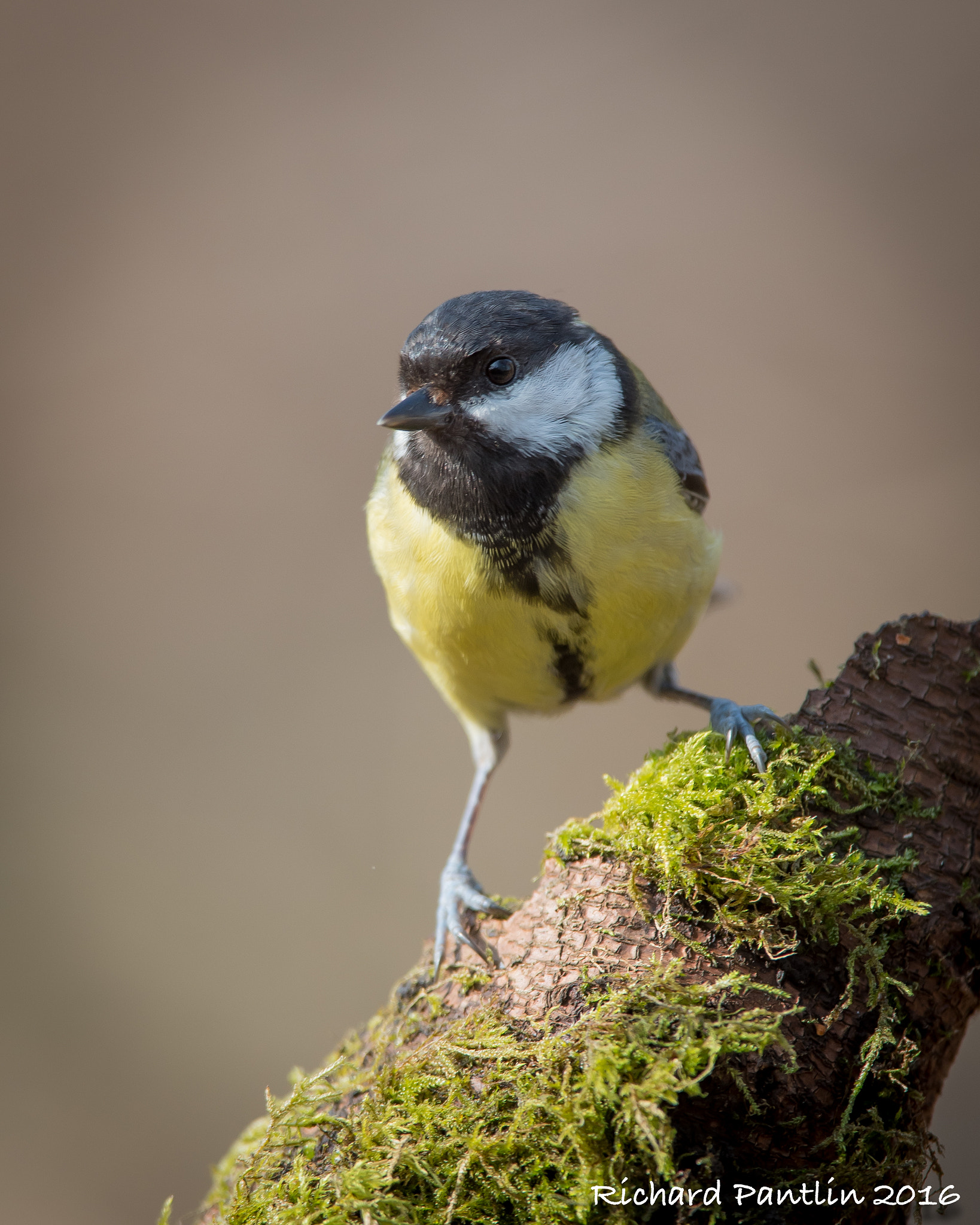 Nikon D750 + Nikon AF-S Nikkor 400mm F2.8D ED-IF II sample photo. 20160312-_rjp6824.jpg photography