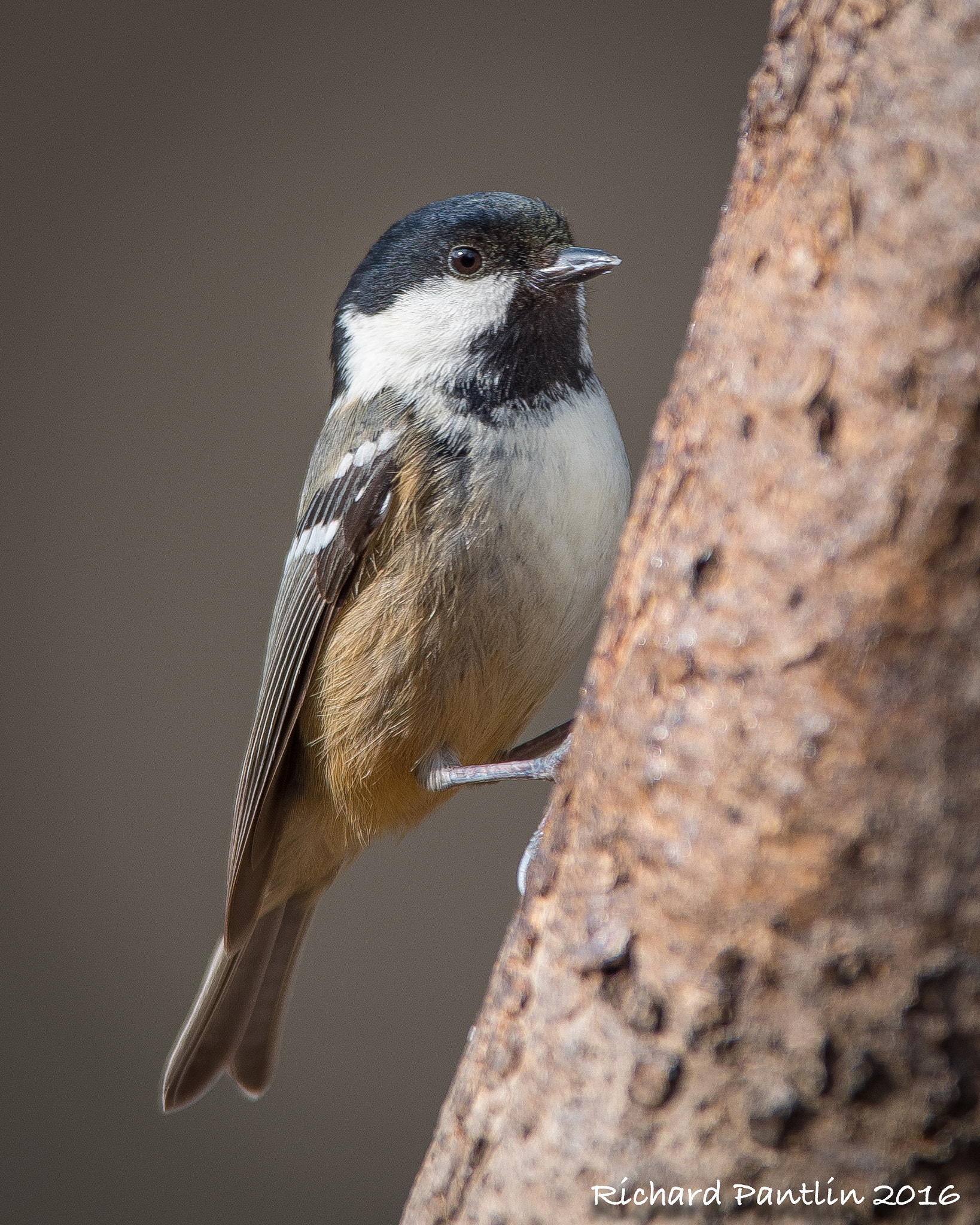 Nikon D750 + Nikon AF-S Nikkor 400mm F2.8D ED-IF II sample photo. 20160312-_rjp6872.jpg photography