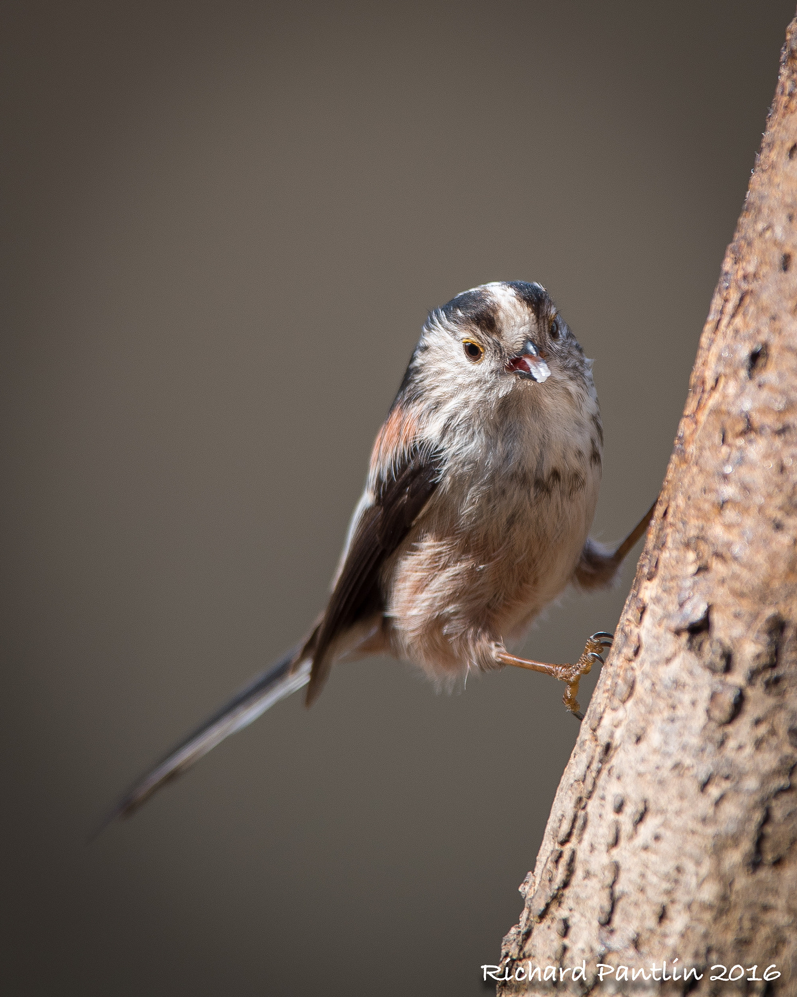 Nikon AF-S Nikkor 400mm F2.8D ED-IF II sample photo. 20160312-_rjp6890.jpg photography