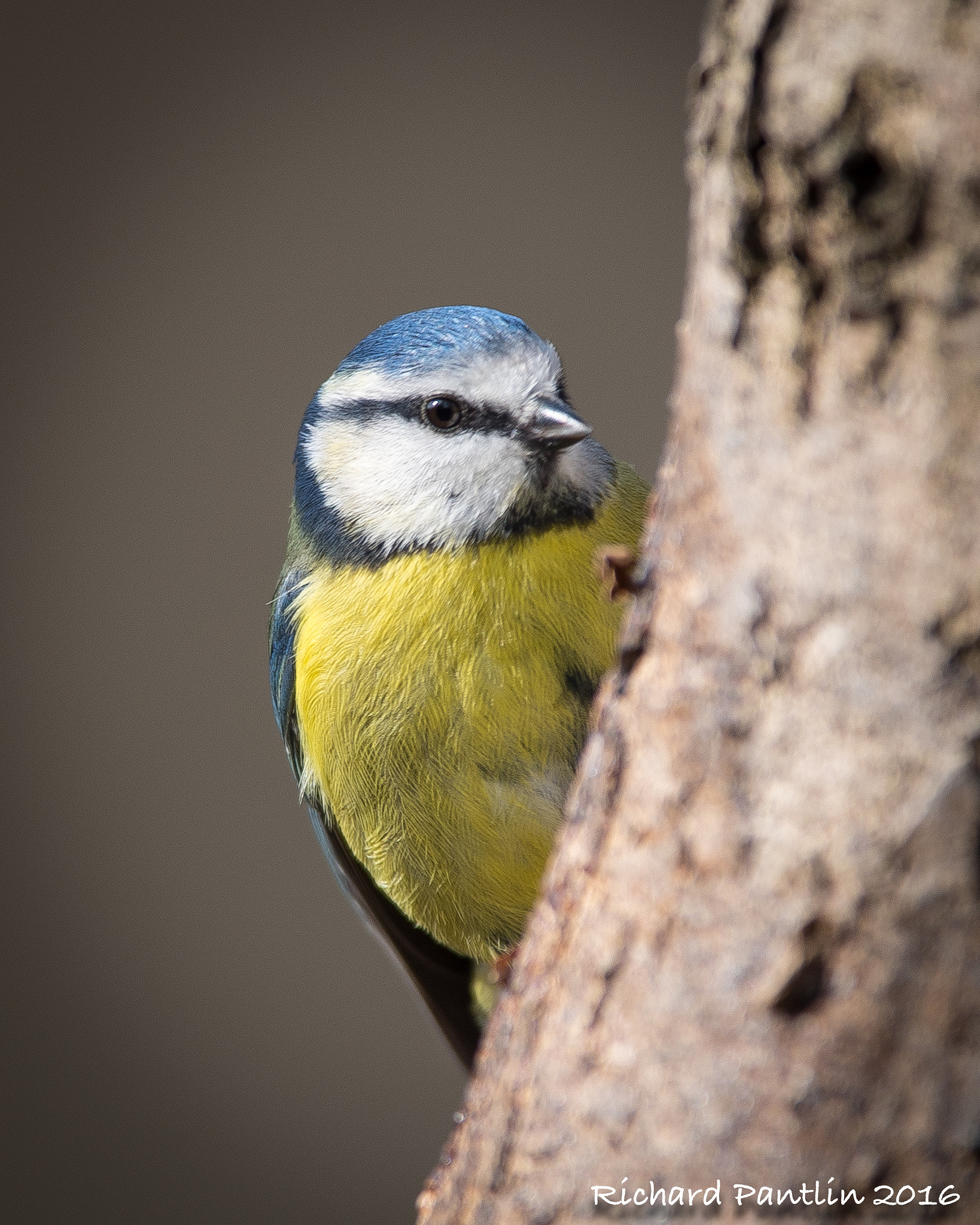 Nikon D750 + Nikon AF-S Nikkor 400mm F2.8D ED-IF II sample photo. 20160312-_rjp6853.jpg photography