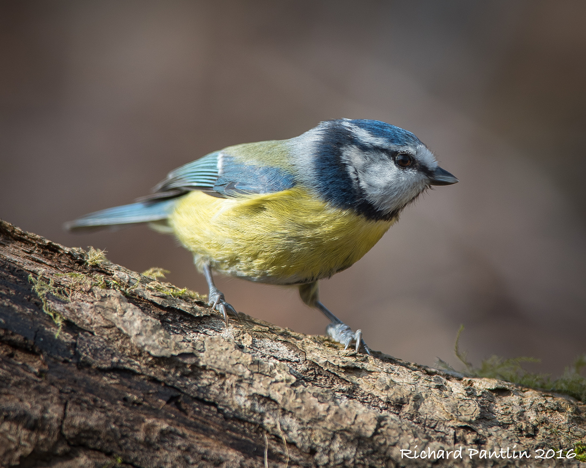 Nikon D750 + Nikon AF-S Nikkor 400mm F2.8D ED-IF II sample photo. 20160312-_rjp6819.jpg photography