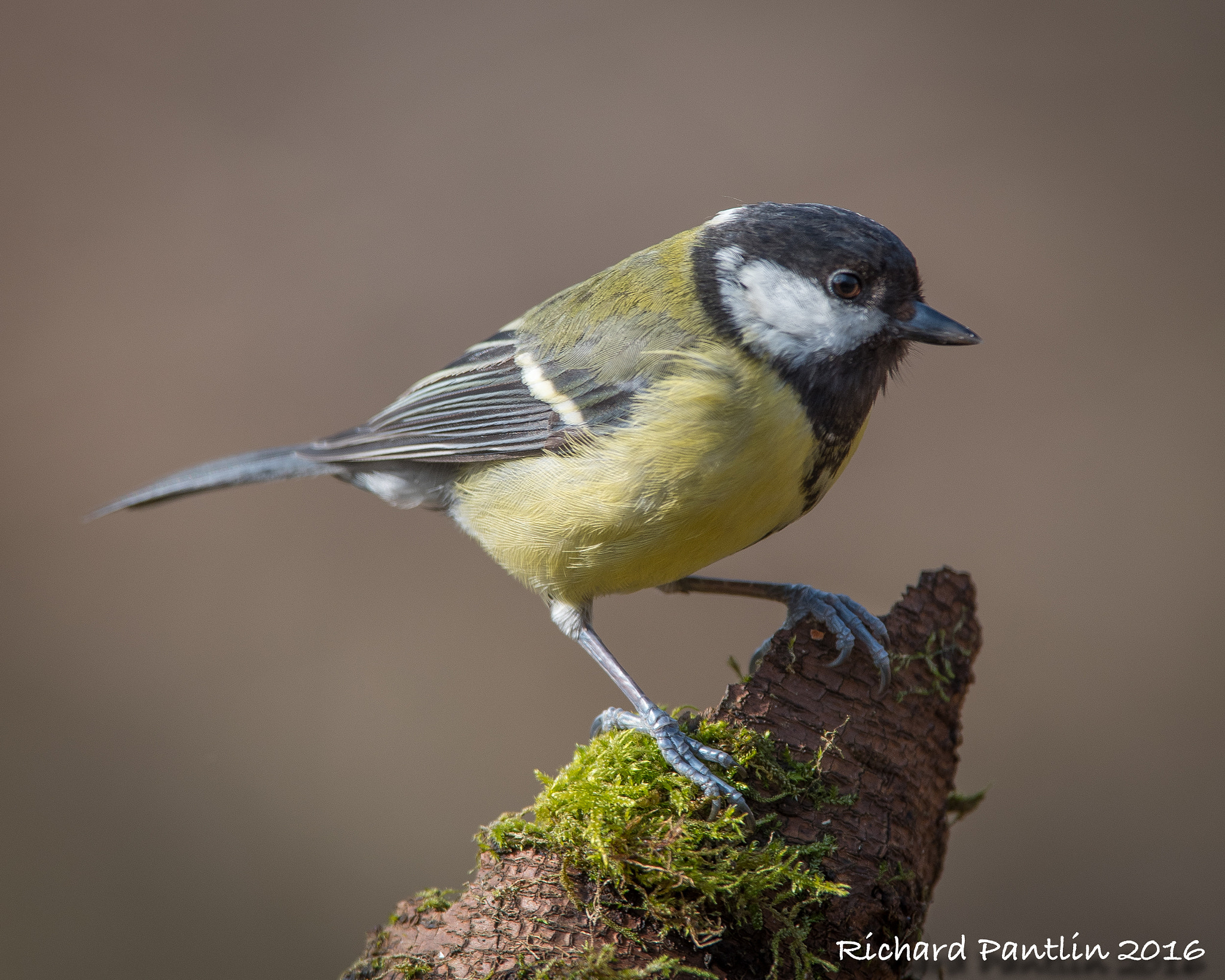 Nikon D750 + Nikon AF-S Nikkor 400mm F2.8D ED-IF II sample photo. 20160312-_rjp6829.jpg photography