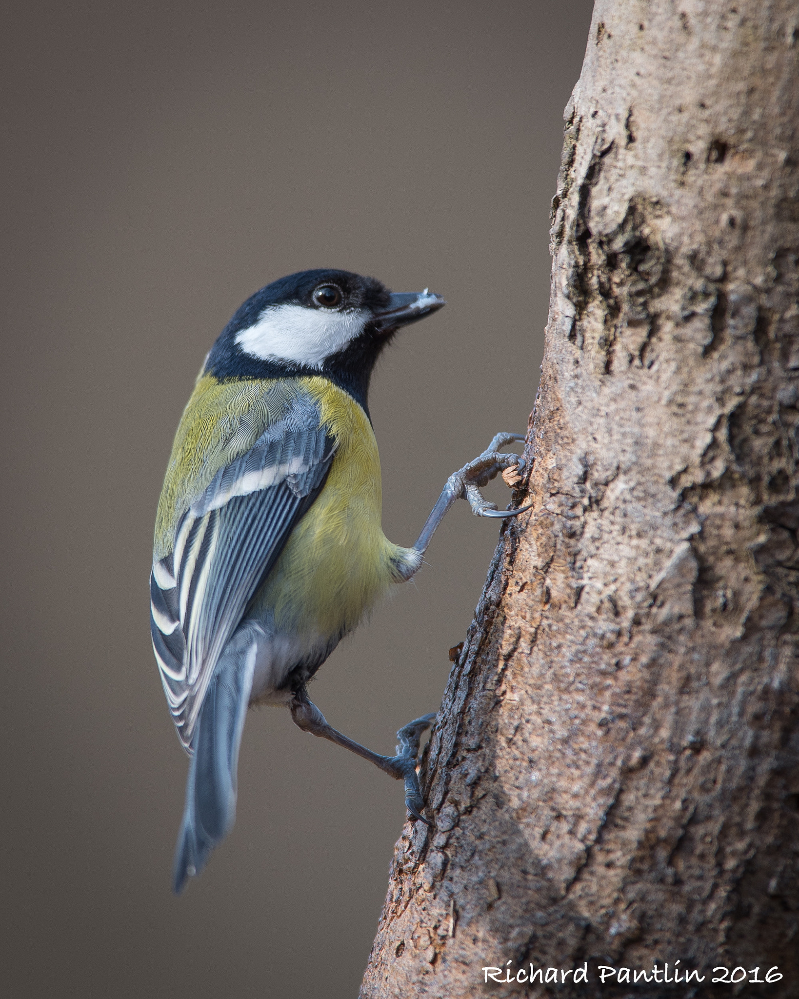 Nikon AF-S Nikkor 400mm F2.8D ED-IF II sample photo. 20160312-_rjp6856.jpg photography