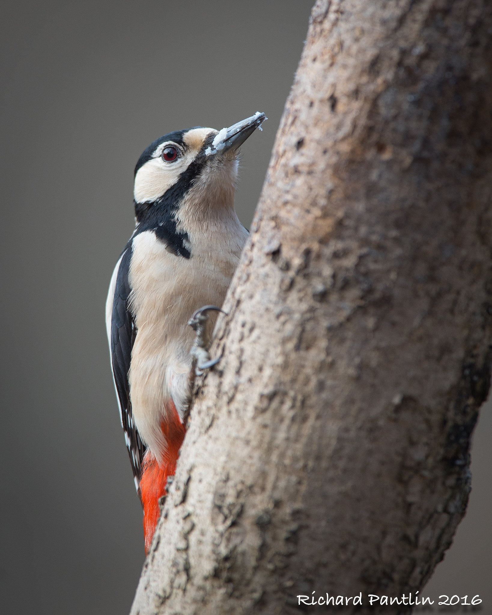 Nikon AF-S Nikkor 400mm F2.8D ED-IF II sample photo. 20160312-_rjp6911.jpg photography