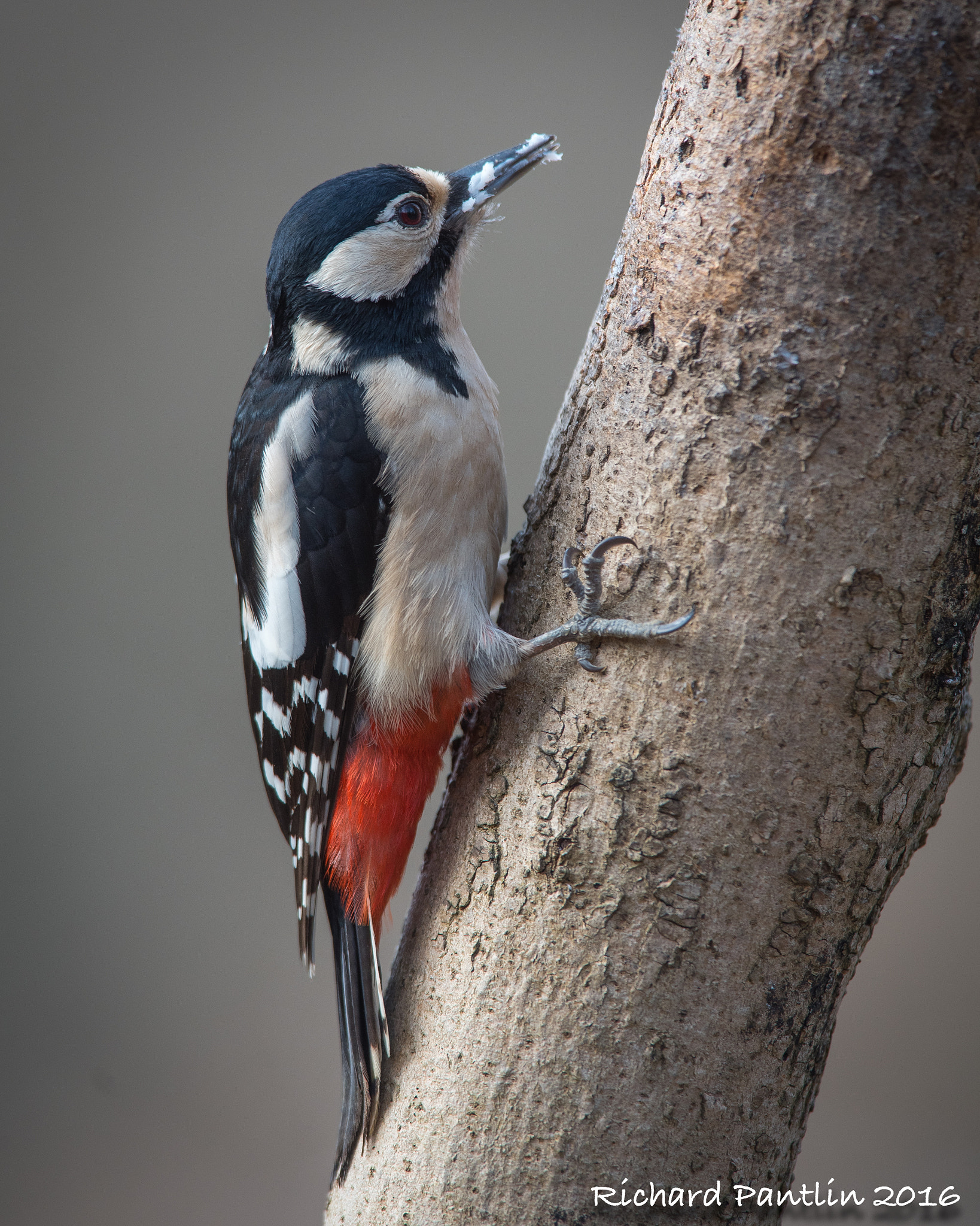 Nikon AF-S Nikkor 400mm F2.8D ED-IF II sample photo. 20160312-_rjp6922.jpg photography