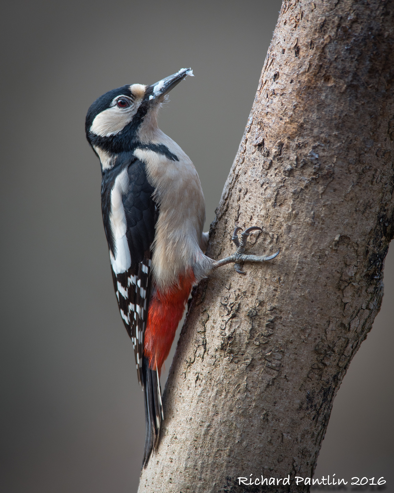 Nikon D750 + Nikon AF-S Nikkor 400mm F2.8D ED-IF II sample photo. 20160312-_rjp6923.jpg photography