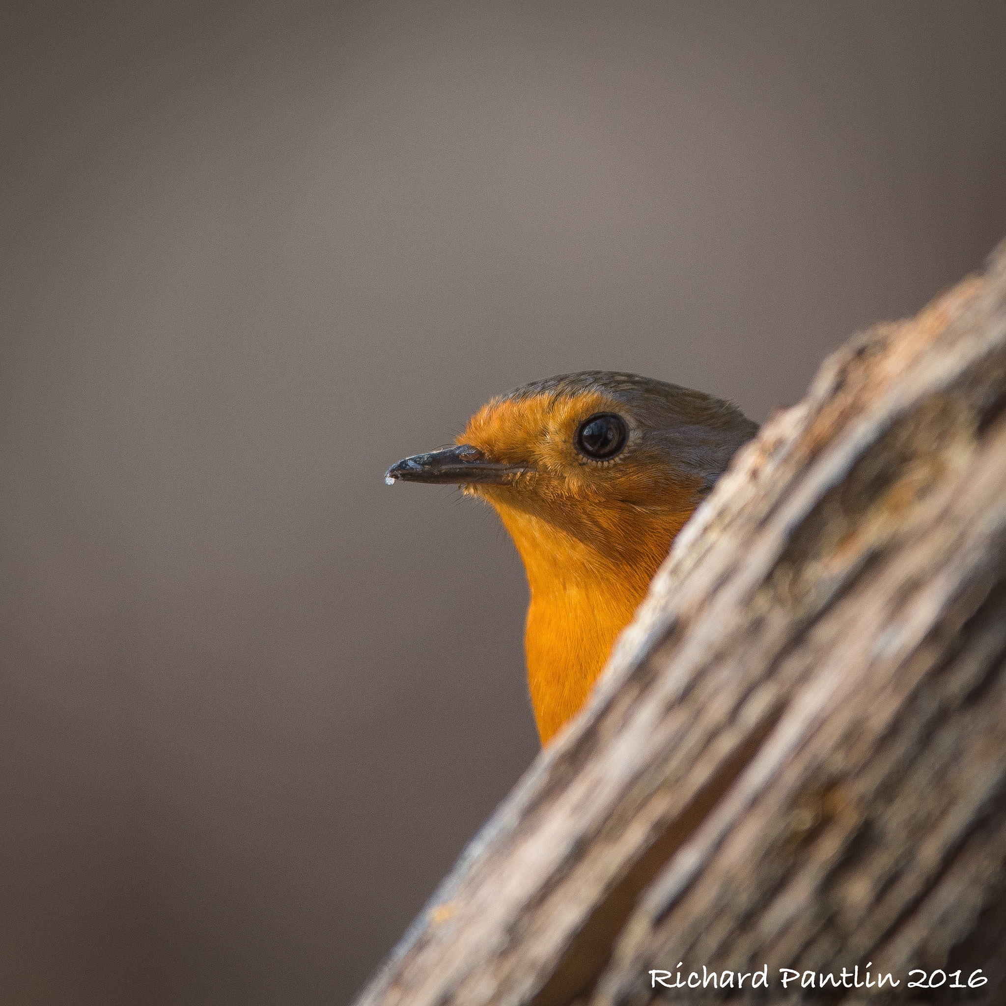 Nikon D750 + Nikon AF-S Nikkor 400mm F2.8D ED-IF II sample photo. 20160312-_rjp6938.jpg photography