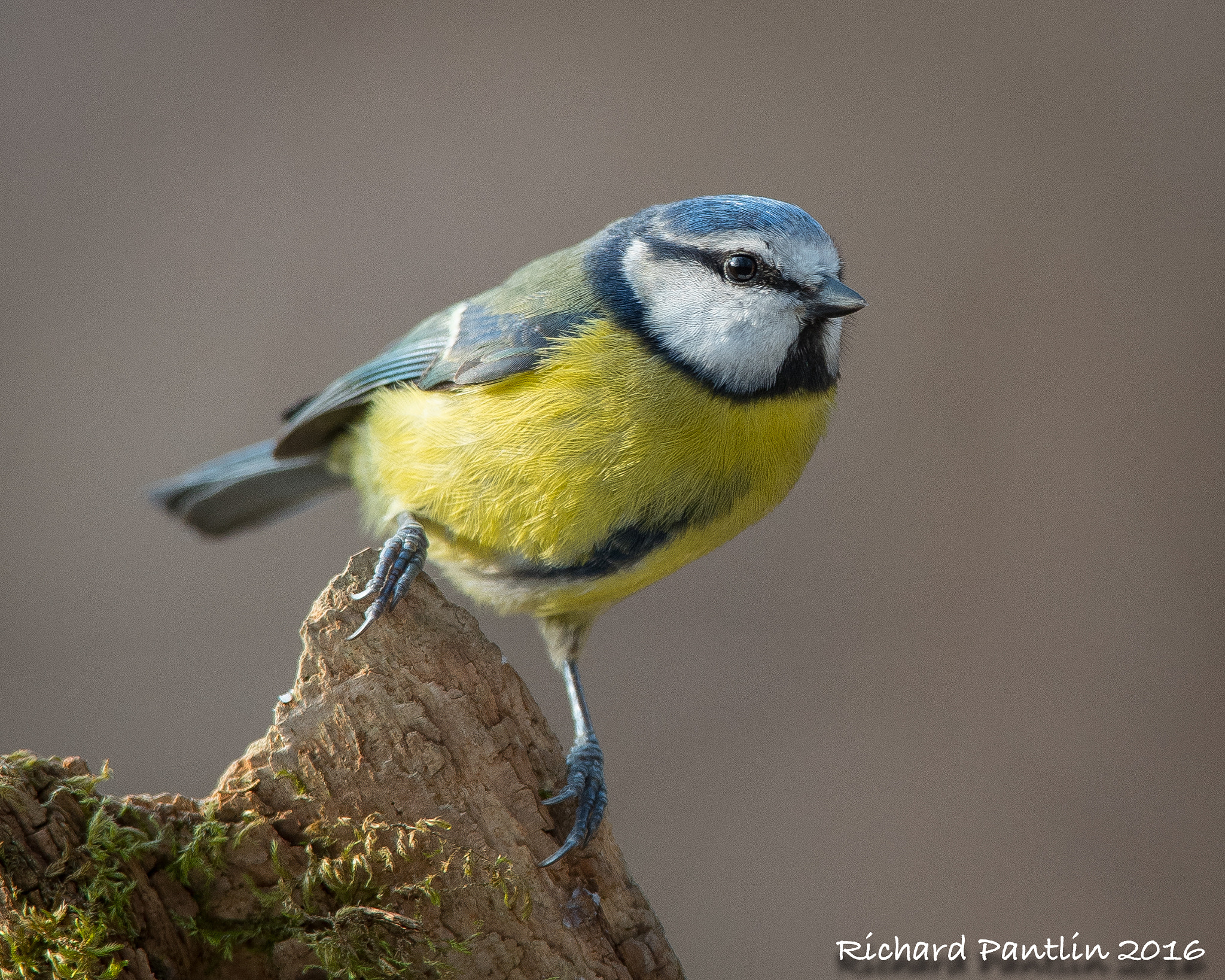 Nikon AF-S Nikkor 400mm F2.8D ED-IF II sample photo. 20160312-_rjp6964.jpg photography