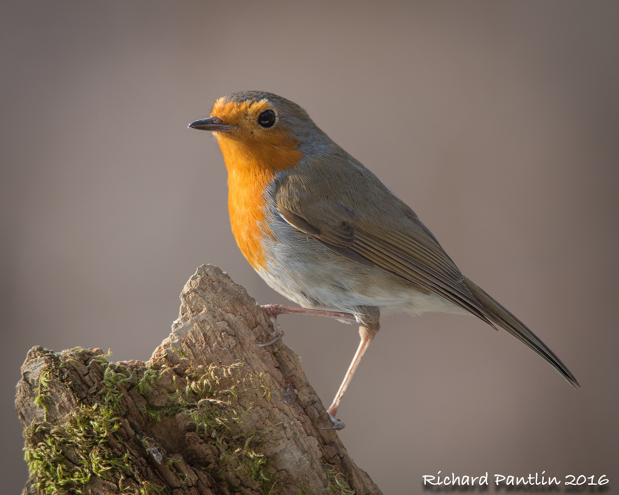 Nikon D750 + Nikon AF-S Nikkor 400mm F2.8D ED-IF II sample photo. 20160312-_rjp6947.jpg photography