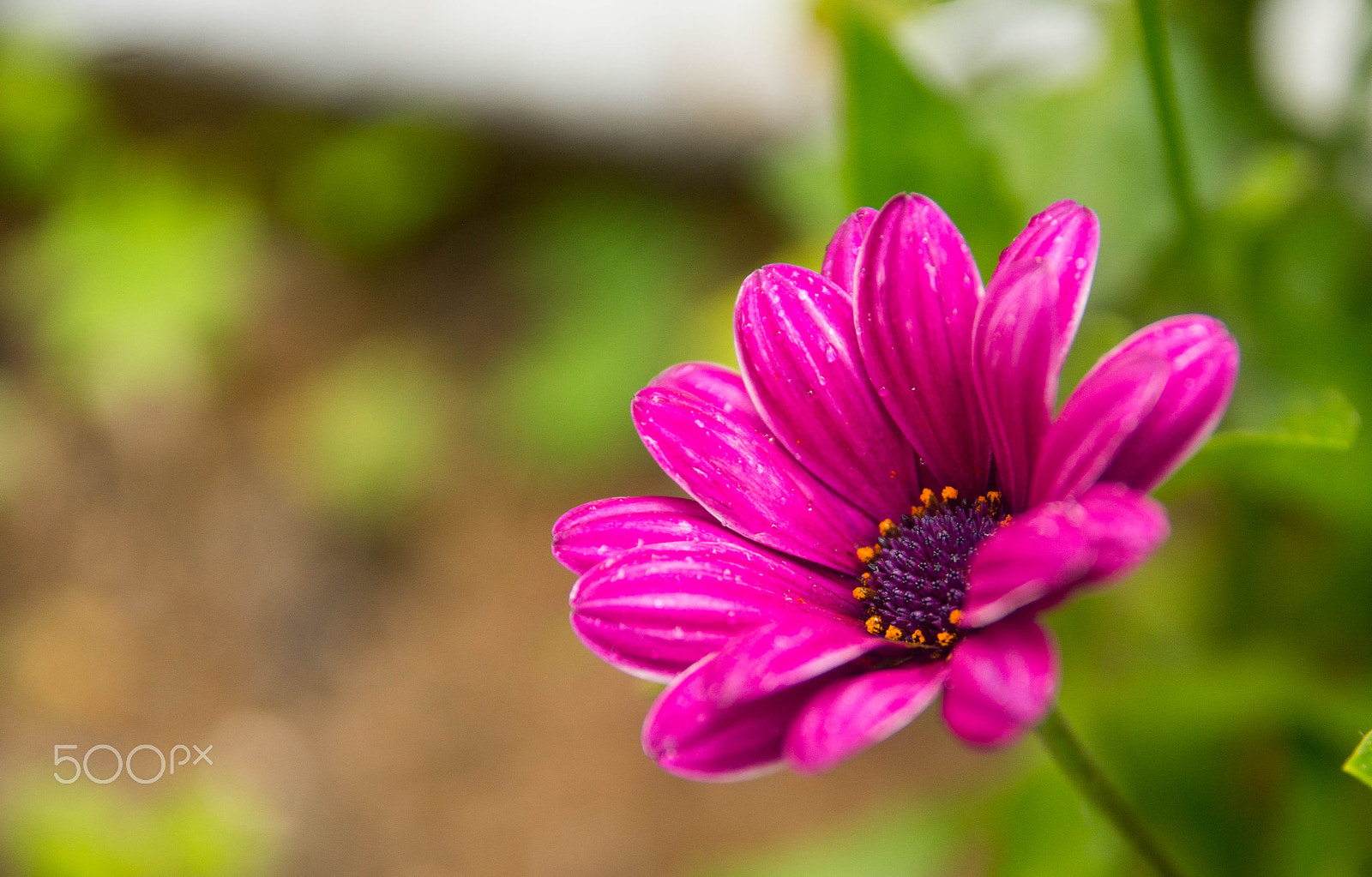Sigma 17-70mm F2.8-4 DC Macro HSM sample photo. Striking photography